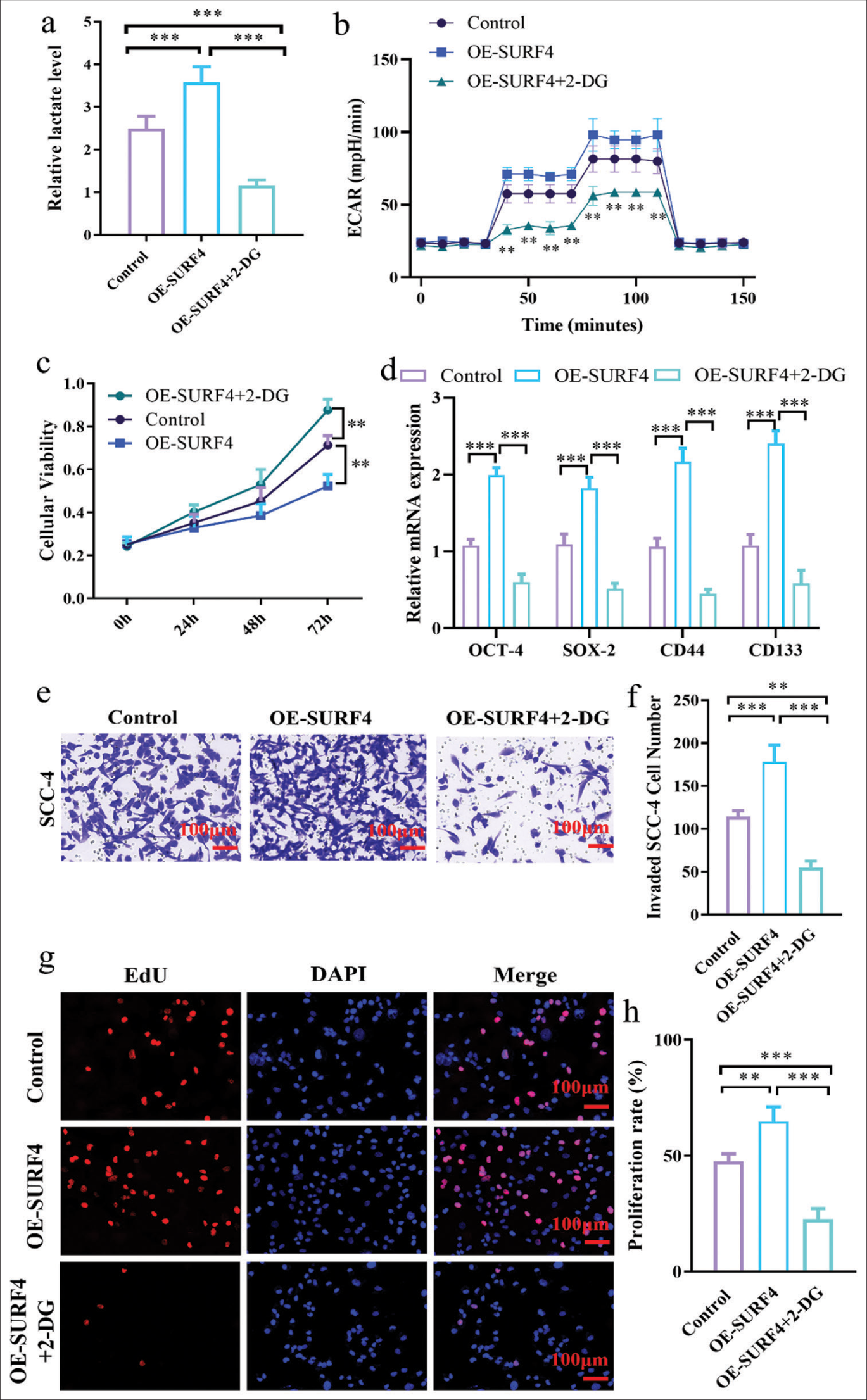 Inhibiting AG effectively impedes SURF4-induced promotion of proliferation and invasion in OSCC. (a) Histogram showing relative lactate level. (b) Histogram showing ECAR (mpH/min) level; (c) Histogram showing cell viability; (d) Histogram showing the relative mRNA expression level. (e) Representative images of Transwell assay of OSCC (scale bar: 100 μm). (f) Histogram showing the invaded cell number. (g) Representative images of EdU incorporation assay (scale bar: 100 μm). (h) Histogram showing the proliferation rate. (n = 6 for each group). (** P < 0.01; *** P < 0.001. AG: Aerobic glycolysis, SURF4: Surfeit 4, OSCC: Oral squamous cell carcinoma, OE-SURF4: Overexpression SURF4, 2-DG: 2-Deoxy-D-glucose, ECAR: Extracellular acidification rate, OCT-4: Octamer-binding transcription factor 4, SOX-4: Sex-determining region Y-box 4, EdU: 5-Ethynyl-2’-deoxyuridine, DAPI: 4’, 6-Diamidino-2-phenylindole, OSCC cell lines: Squamous cell carcinoma-4, mRNA: Messenger RNA.)