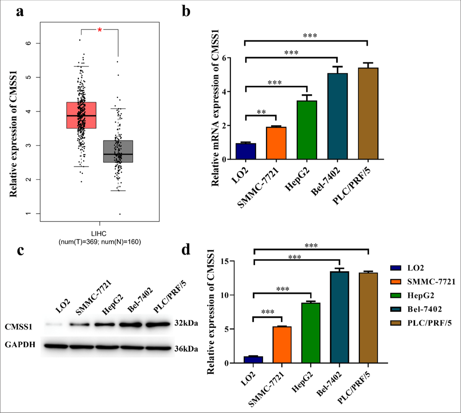 CMSS1 is overexpressed in HCC. (a) mRNA levels of CMSS1 in HCC and normal tissues, (b-d) mRNA (b) and Protein (c and d) levels of CMSS1 in liver cancer cells and normal liver cells. n = 3. ✶P < 0.05, ✶✶P < 0.01, and ✶✶✶P < 0.001. T: Tumor, N: Normal, LIHC: Liver hepatocellular carcinoma, CMSS1: Cms1 ribosomal small subunit homolog, HCC: Hepatocellular carcinoma, mRNA: Messenger RNA.