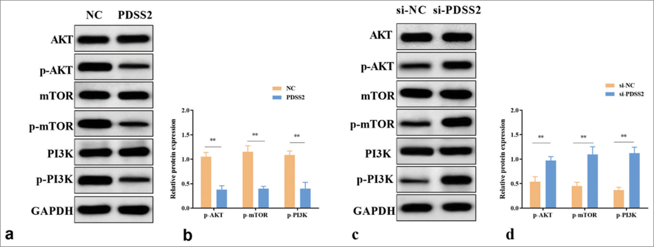 PDSS2 partially attenuates the Ang II-induced apoptosis of VSMCs by regulating the PI3K/AKT/mTOR pathway. (a) PDSS2 decreased the expression levels of p-mTOR, p-AKT, and p-PI3K. (b) Statistical analysis of protein expression. (c) PDSS2 silencing increased the expression levels of p-mTOR, p-AKT, and p-PI3K. (d) Statistical analysis of protein expression. ✶✶P < 0.01, n = 3. PDSS2: Prenyl diphosphate synthase subunit 2, VSMCs: Vascular smooth muscle cells, PI3K: Phosphatidylinositol 3 kinase, AKT: Protein kinase B, mTOR: Mechanistic target of rapamycin, NC: Negative control, GAPDH: Glyceraldehyde-3-phosphate dehydrogenase.