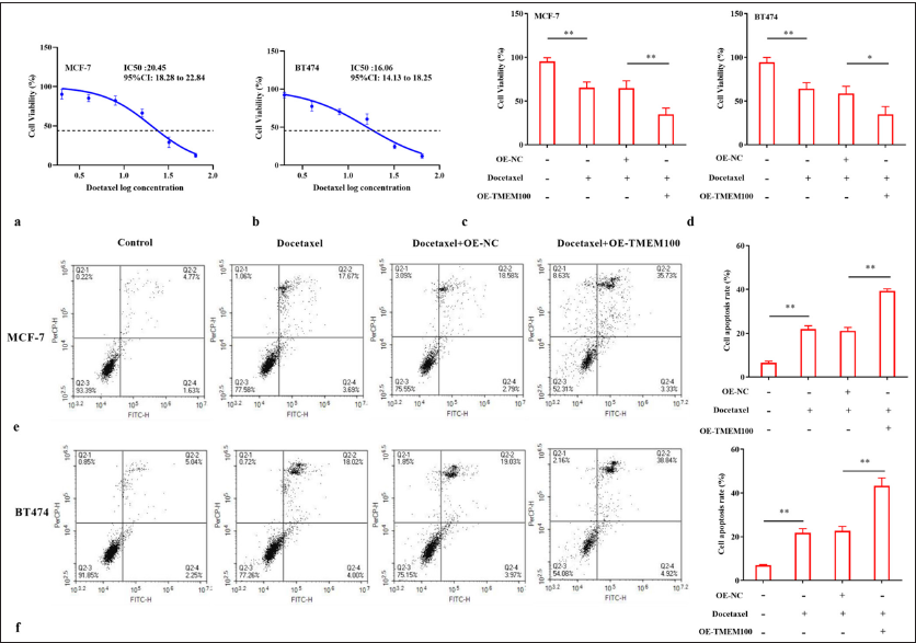 TMEM100 increased the chemosensitivity of breast cancer cells to docetaxel. IC50 cytotoxicity assay confirmed the resistance of (a) MCF-7 cells and (b) BT474 cells to docetaxel. MTT assay showed that TMEM100 enhanced the sensitivity of (c) MCF-7 cells and (d) BT474 cells to docetaxel. TMEM100 notably increased the docetaxel-induced apoptosis of (e) MCF-7 cells and (f) BT474 cells. ✶ P < 0.05, ✶✶ P < 0.01, n = 3. TMEM100: Transmembrane protein 100, MTT: 3-(4,5-Dimethylthiazol-2-yl)-2,5-diphenyltetrazolium OE-NC: Overexpressing negative control.