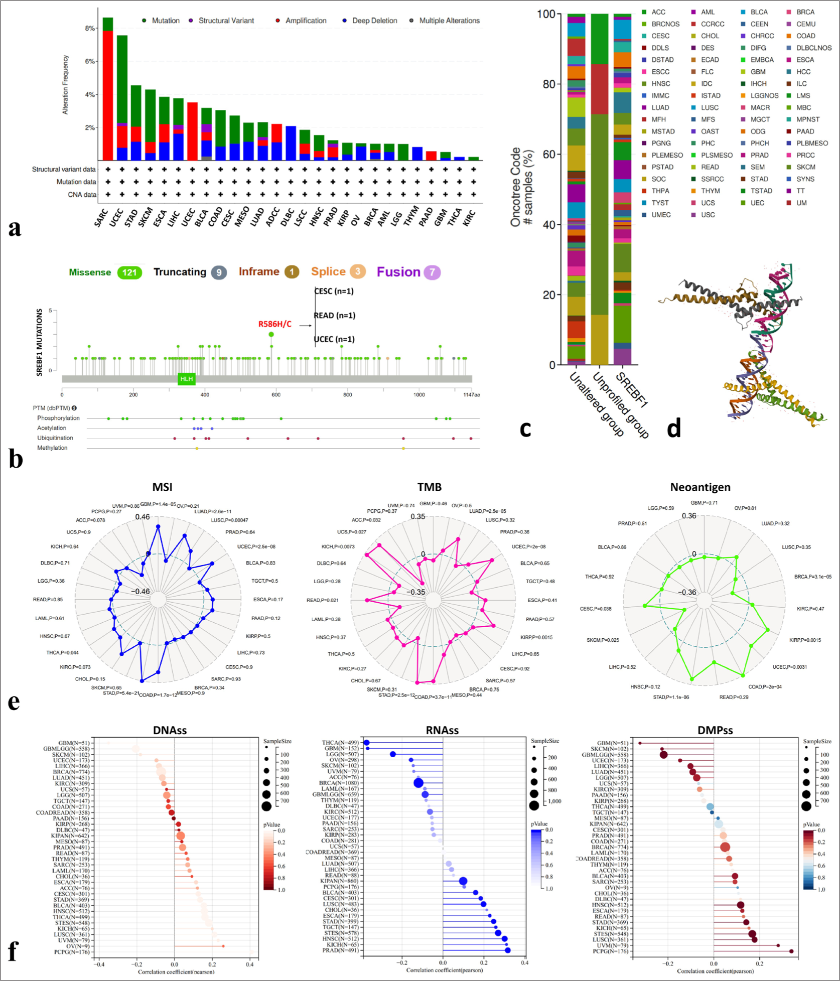 Mutation characteristics and immunogenicity indicators of the Sterol Regulatory Element Binding Transcription Factor 1 (SREBF1) gene in pan-cancer. (a-c) Genetic change types, frequencies, and mutation sites of SREBF1 in The Cancer Genome Atlas Program (TCGA) pan-cancer obtained through cBioportal database. (d) The 3D structure displays a model image of SREBF1 on the cBioportal database. (e) Sanger Box described the correlation analysis between the expression of SREBF1 in pan-cancer cells and microsatellite instability, tumor mutation burden and neoantigen. (f) Sanger Box described the correlation analysis between SREBF1 expression, DNAss, RNAss, and DMPss in pan-cancer. TGCA: The Cancer Genome Atlas Program, ACC: Adrenocortical carcinoma, BLCA: Bladder urothelial carcinoma, BRCA: Breast invasive carcinoma, CESC: Cervical squamous cell carcinoma and endocervical adenocarcinoma, CHOL: Cholangiocarcinoma, COAD: Colon adenocarcinoma, DLBC: Lymphoid neoplasm diffuse large B-cell lymphoma, ESCA: Esophageal carcinoma, GBM: Glioblastoma multiforme, HNSC: Head and neck squamous cell carcinoma, HPV: Human papillomavirus, KICH: Kidney chromophobe, KIRC: Kidney renal clear cell carcinoma, KIRP: Kidney renal papillary cell carcinoma, LAML: Acute myeloid leukemia, LGG: Brain lower grade glioma, LIHC: Liver hepatocellular carcinoma, LUAD: Lung adenocarcinoma, LUSC: Lung squamous cell carcinoma, MESO: Mesothelioma, OV: Ovarian serous cystadenocarcinoma, PAAD: Pancreatic adenocarcinoma, PCPG: Pheochromocytoma and Paraganglioma, PRAD: Prostate adenocarcinoma, READ: Rectum adenocarcinoma, SARC: Sarcoma, SKCM: Skin cutaneous melanoma, STAD: Stomach adenocarcinoma, TGCT: Testicular Germ Cell Tumors, THCA: Thyroid cancer, THYM: Thymoma, UCEC: Uterine corpus endometrial carcinoma, UCS: Uterine carcinosarcoma, UVM: Uveal melanoma, CNA: Copy number alteration,