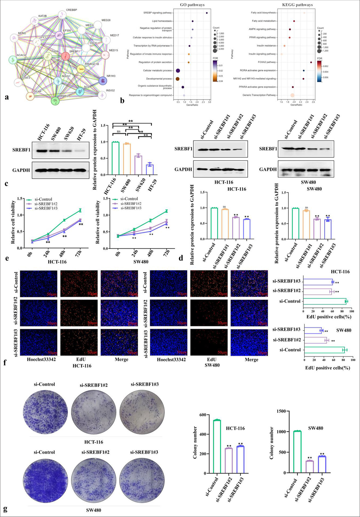 Sterol Regulatory Element Binding Transcription Factor 1 (SREBF1) contributes to proliferation and autophagy related processes of colon adenocarcinoma. (a) The genes related to SREBF1 were identified using STRING (https://cn.string-db.org/). (b) The Gene Ontology and Kyoto Encyclopedia of Genes and Genomes enrichment analysis were also displayed based on the related genes mentioned above. (c) Screening colon adenocarcinoma cells with significant SREBF1 expression through western blot, Glyceralde-hyde-3-phosphate dehydrogenase (GAPDH) was used as a loading control. (d) Verify the transfection efficacy of different si-SREBF1 sequences through western blot, GAPDH was used as a loading control. (e-g) Cell proliferation was tested by Cell counting kit-8, 5-ethynyl-2’-deoxyuridine (50 µm), and colony formation. Data were shown as mean±standard error of at least three independent experiments (n = 3) (ns: Not significant; ✶P < 0.05; ✶✶P < 0.01). GO: Gene ontology, KEGG: Kyoto encyclopedia of genes and genomes.