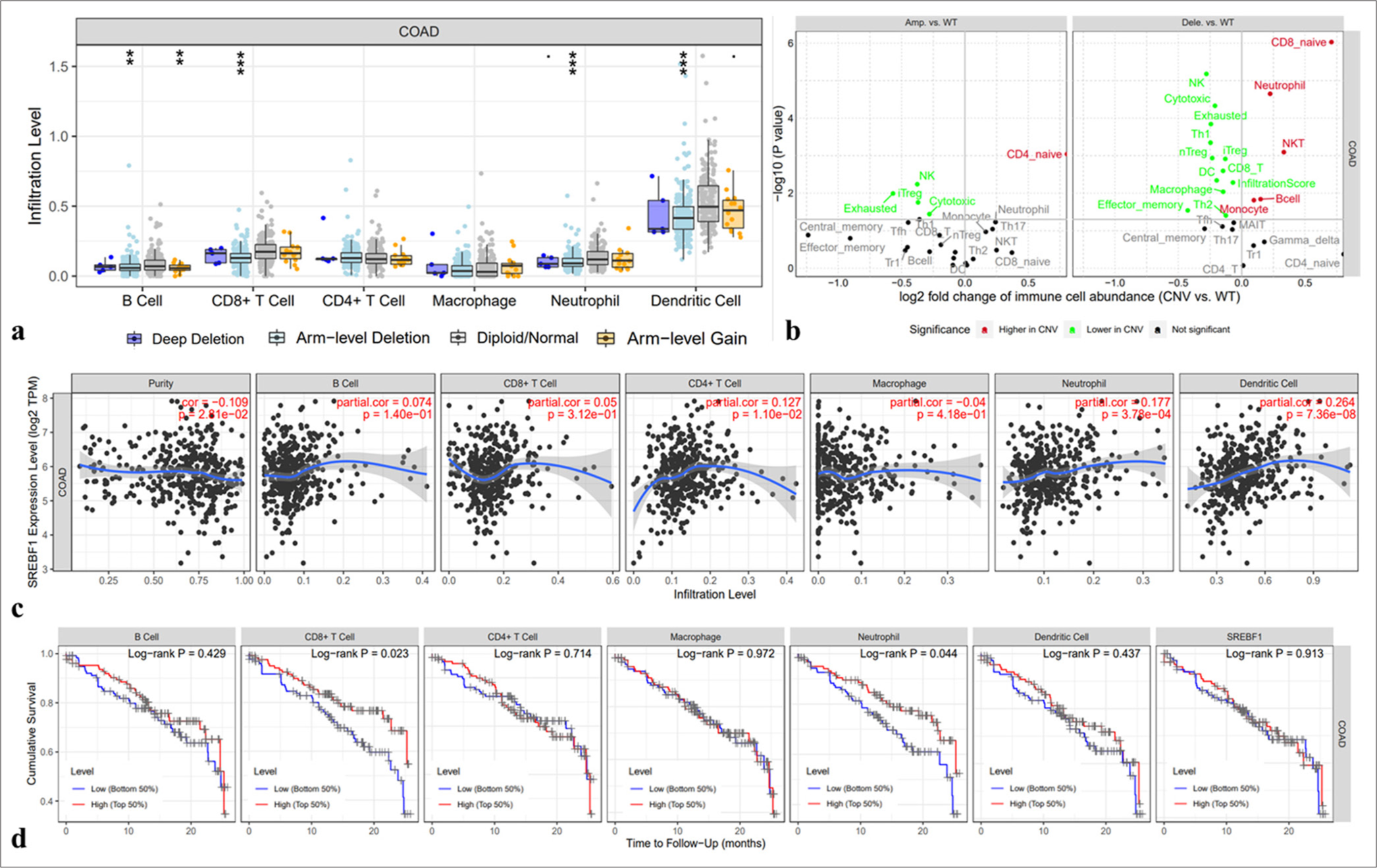 The correlation between the expression of Sterol Regulatory Element Binding Transcription Factor 1 (SREBF1) and immune cells infiltration in colon adenocarcinoma. (a) The arm-level deletion probably inhibits the infiltration of immune cells. (b and c) Relationship between SREBF1 expression and infiltration of immune cells in colon adenocarcinoma from the TIMER database (A positive correlation exists between the expression of SREBF1 and infiltrating levels of B cell (r = 0.074, P = 1.40e-01), CD8+ T cells (r = 0.05, P = 3.12e-01), CD4+ T cell (r = 0.127, P = 1.10e-02), neutrophils (r = 0.177, P = 3.78e-04), and DCs (r =0.264, P = 7.36e-08) in colon adenocarcinoma). (d) Cumulative survival is related to CD8+ T-cell and neutrophil infiltration in colon adenocarcinoma (✶✶P < 0.01 and ✶✶✶P < 0.001).