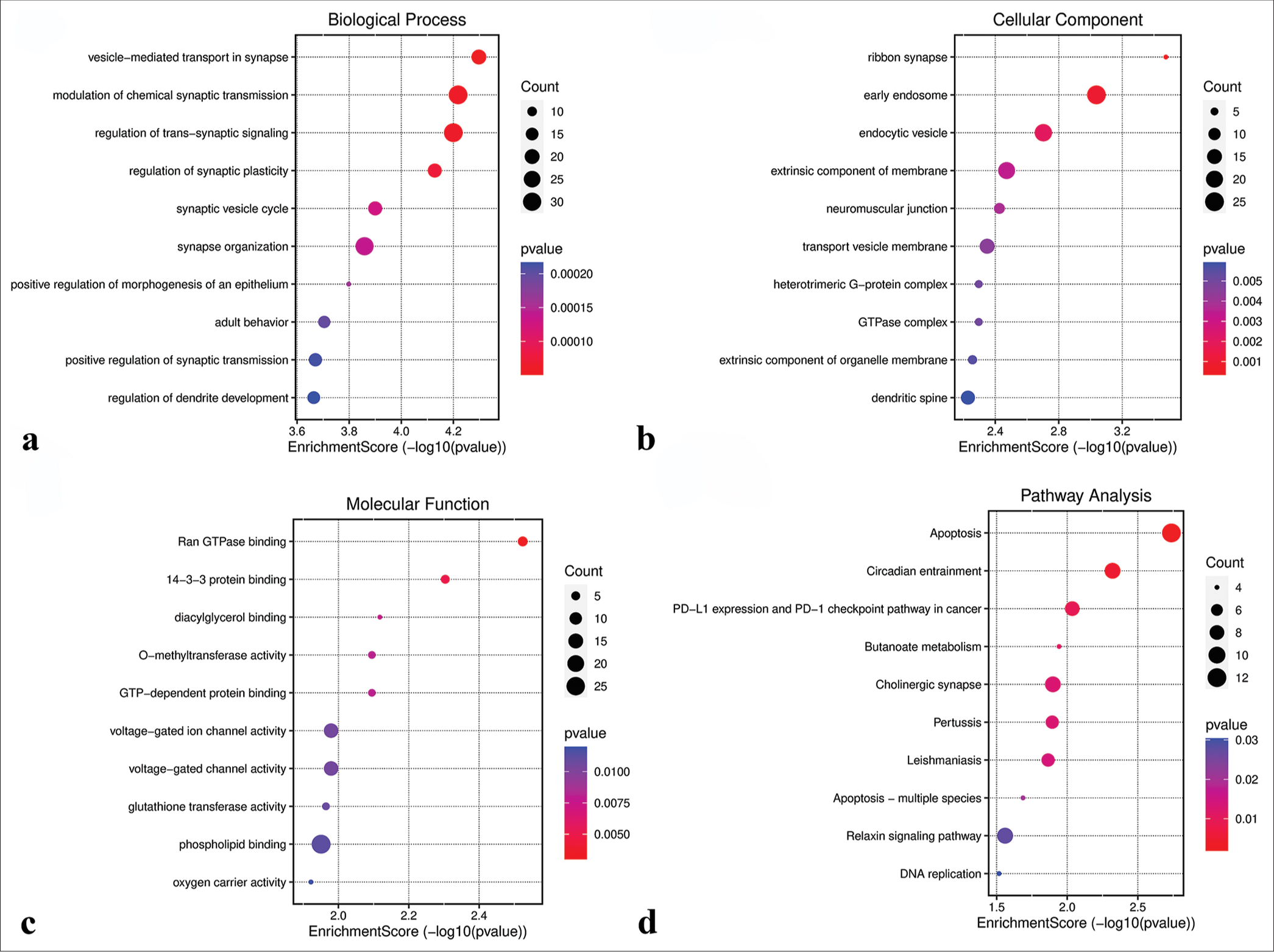 Functional analysis of the turquoise module. (a) Biological processes. (b) Cellular components. (c) Molecular functions. (d) Kyoto encyclopedia of genes and genomes pathways. GTP: Guanosine triphosphate, PD-L1: Programmed Cell Death-Ligand 1.