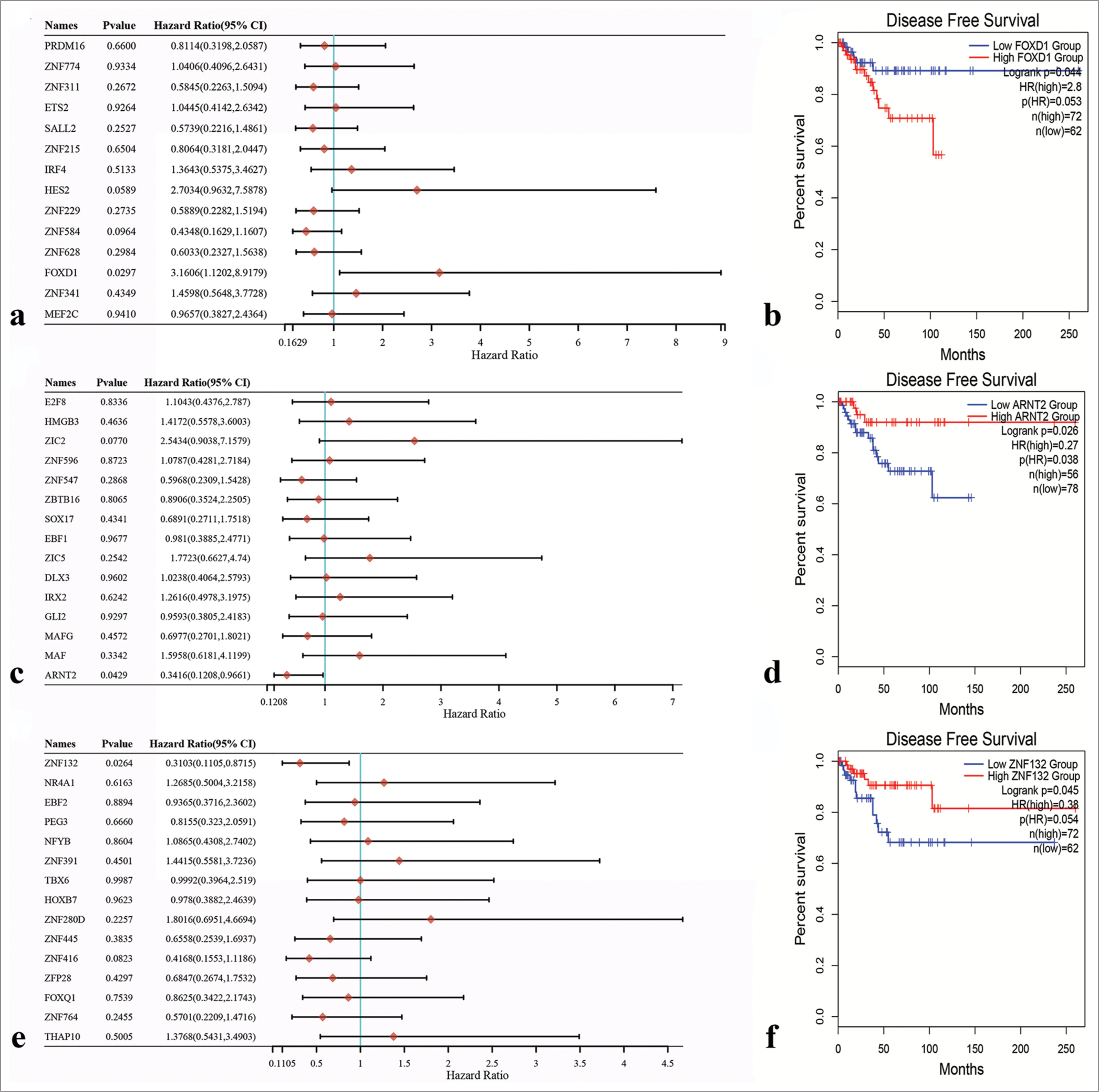 Univariate Cox regression analysis of potential transcription factors and survival analysis of three Hub transcription factors through Kaplan–Meier survival curves. (a) Forkhead box D1 (FOXD1) was identified as the hub transcription factor in the green-yellow module. (b) Aryl hydrocarbon receptor nuclear translocator 2 (ARNT2) was identified as the hub transcription factor in the magenta module. (c) Zinc finger protein 132 (ZNF132) was identified as the hub transcription factor in the turquoise module. (d) Correlation between FOXD1 expression level and prognosis. (e) Correlation between ARNT2 expression level and prognosis. (f) Correlation between ZNF132 expression level and prognosis.