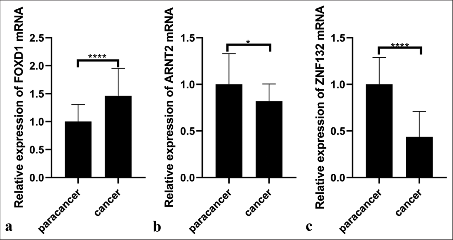 Polymerase chain reaction illustrating RNA expression of three hub transcription factors in paracancer (n = 20) and cancer tissues (n = 20). (a) Forkhead box D1 (FOXD1), (b) Aryl hydrocarbon receptor nuclear translocator 2 (ARNT2), and (c) zinc finger protein 132 (ZNF132). ✶P <0.05, ✶✶✶✶P<0.0001.