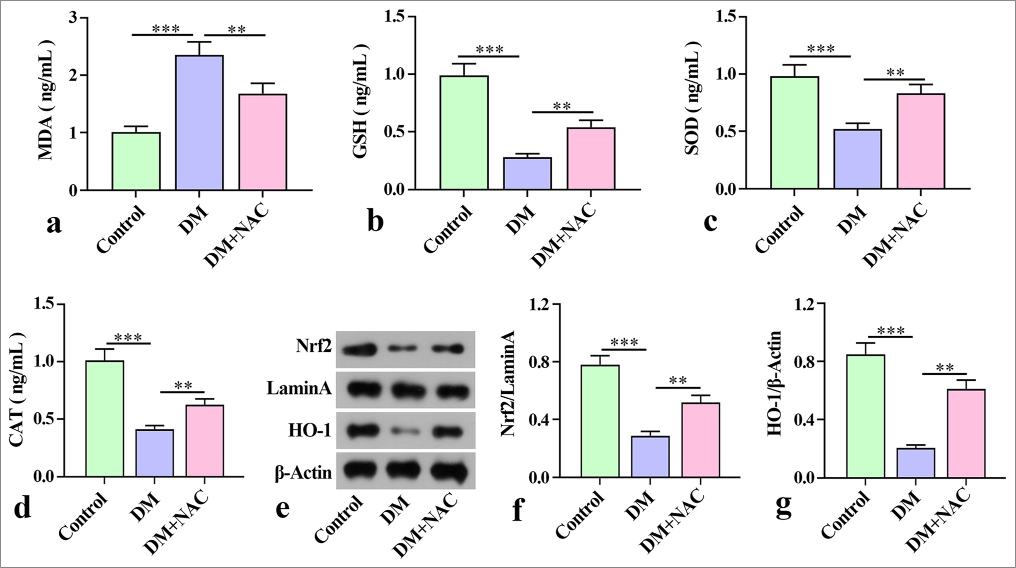 Effect of the ROS inhibition on oxidative stress in mice with diabetes periodontitis. (a-d) Levels of MDA, SOD, CAT, and GSH in mice mandibles detected by ELISA. (e-g) Expression of proteins Nrf2 and HO-1 examined by Western blot. The experiment was repeated 3 times. ROS: Reactive oxygen species, MDA: Malondialdehyde, SOD: Superoxide dismutase, CAT: Catalase, GSH: Glutathione, ELISA: Enzyme-linked immunosorbent assay, Nrf2: Nuclear factor-erythropoietin 2-related factor 2, HO-1: Hemeoxygenase-1, DM: diabetes periodontitis model, NAC: ROS inhibitor N-acetylcysteine. ✶✶P < 0.01, ✶✶✶P < 0.001.