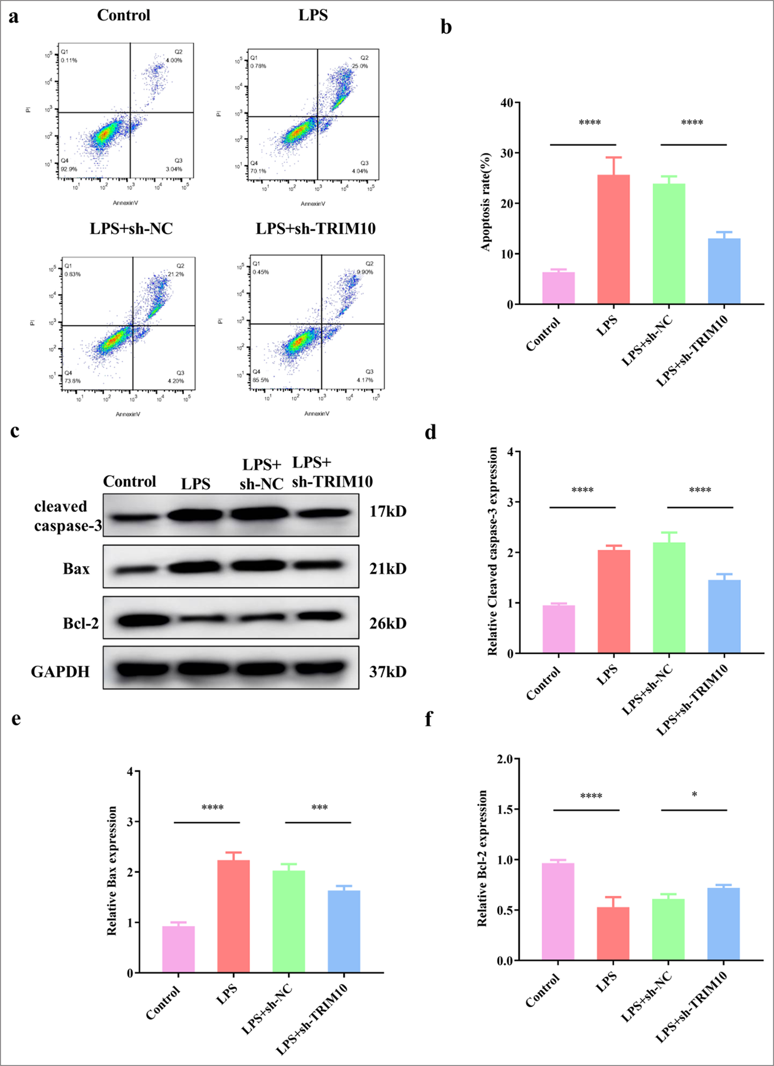 Knockdown of TRIM10 inhibits apoptosis of cardiomyocytes. (a and b) FCM test was used to detect myocardial apoptosis in each group. (c-f) The expression of apoptosis-related proteins was detected by Western blot assay. ✶P<0.05, ✶✶✶P<0.001, ✶✶✶✶P<0.0001, n=5. FCM: Flow cytometry, TRIM10: Tripartite motif 10, LPD: Lipopolysaccharide, sh-NC: short hairpin-negative control, Bcl-2: B-cell lymphoma 2, Bax: BCL2-associated X protein, GAPDH: Glyceraldehyde-3-phosphate dehydrogenase.