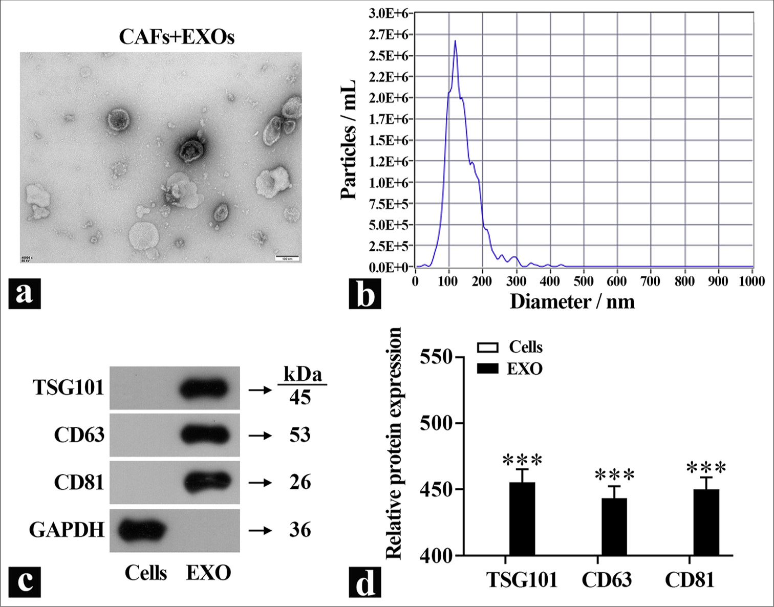 Identification of exosomes. (a) Representative images of exosome morphology were observed by TEM. (b) Exosome diameter was detected by particle size analyzer. (c and d) Exosome marker protein expression was detected by Western blot (n=3). ✶✶✶P<0.001. TEM: Transmission electron microscopy, TSG101: Tumor susceptibility gene101, CD63: Cluster of differentiation 63, CD81: Cluster of differentiation 81, GADPH: Glyceraldehyde-3-phosphate dehydrogenase, EXO: Exosome, CAFs: Cancer-associated fibroblasts.