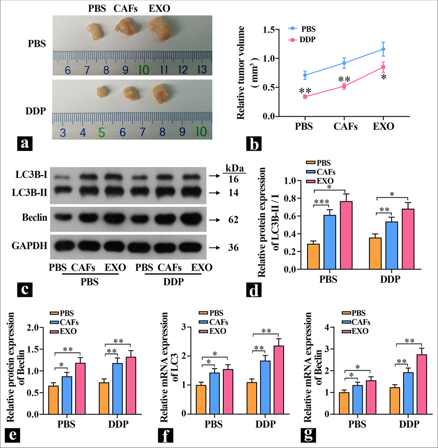 Exosomal proteins promote tumor growth. (a and b) Tumor volume was measured in nude mice (n=3). (c-e) The protein levels of light chain (LC)3B and Beclin in tumors were detected (n=3). (f and g) The mRNA expression levels of LC3 and Beclin in tumors were detected (n=3). ✶P<0.05, ✶✶P<0.01, ✶✶✶P<0.001. PBS: Phosphate-buffered saline, DDP: Cisplatin-diamminedichloroplatinum, CAFs: Cancer-associated fibroblasts, EXO: Exosome, LC3B-I: Light chain 3B-I, LC3B-II: Light chain B-II, GADPH: Glyceraldehyde-3-phosphate dehydrogenase.