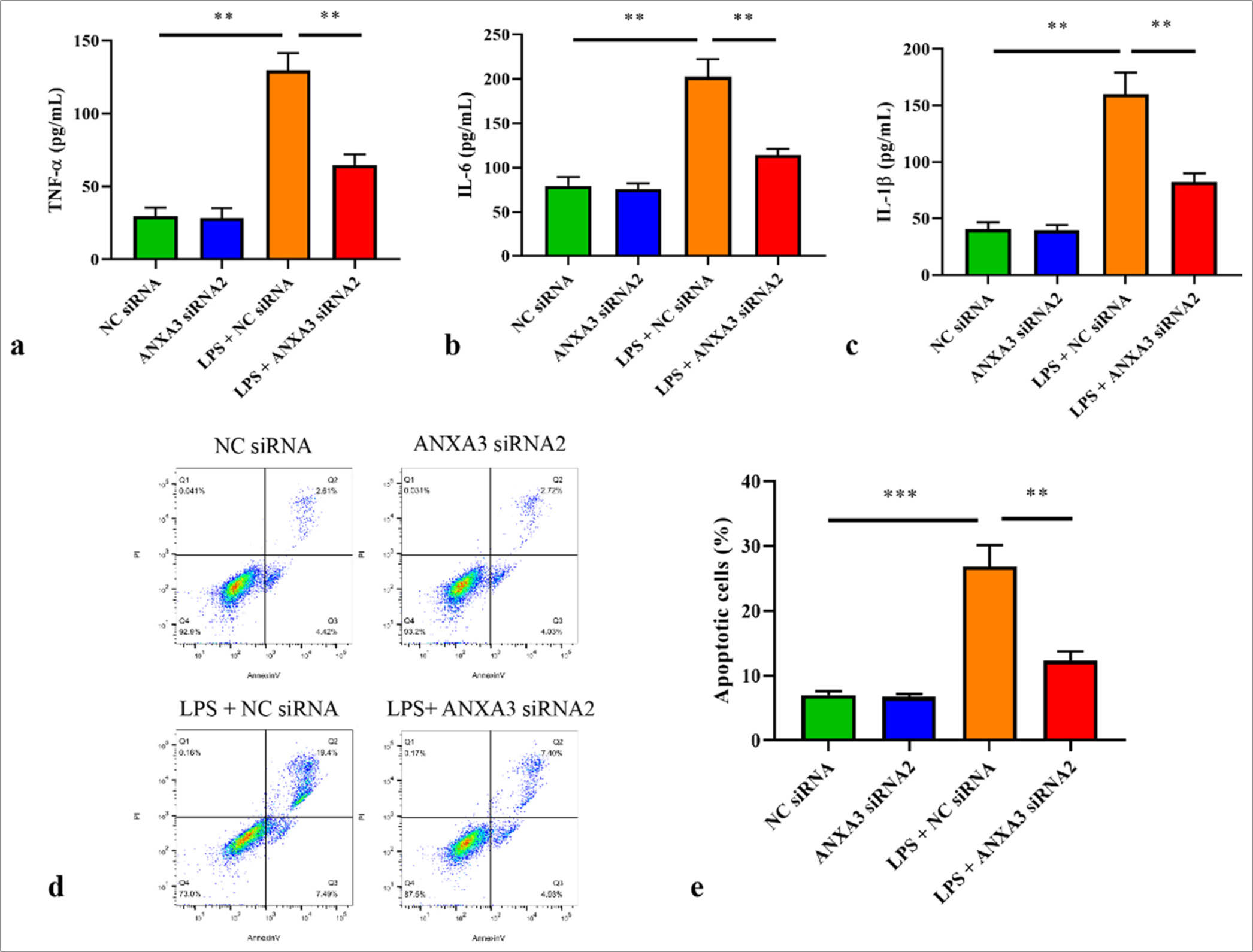 Silencing of annexin A3 (ANXA3) suppresses inflammation and apoptosis in lipopolysaccharide-induced human kidney 2 (HK2) cells. The levels of (a) tumor necrosis factor- alpha, (b) interleukin (IL)-6, and (c) IL-1β in HK2 cells were determined by using specific enzyme-linked immunosorbent assay kits. (d and e) HK2 cell apoptosis was analyzed through flow cytometry. ✶✶P < 0.01, ✶✶✶P < 0.001. All in vitro experiments were conducted in triplicate with at least three independent experiments. TNF-α: Tumor necrosis factor alpha, si-RNA: Small interfering RNA, NC: Negative control, LPS: Lipopolysaccharide, IL: Interleukin.