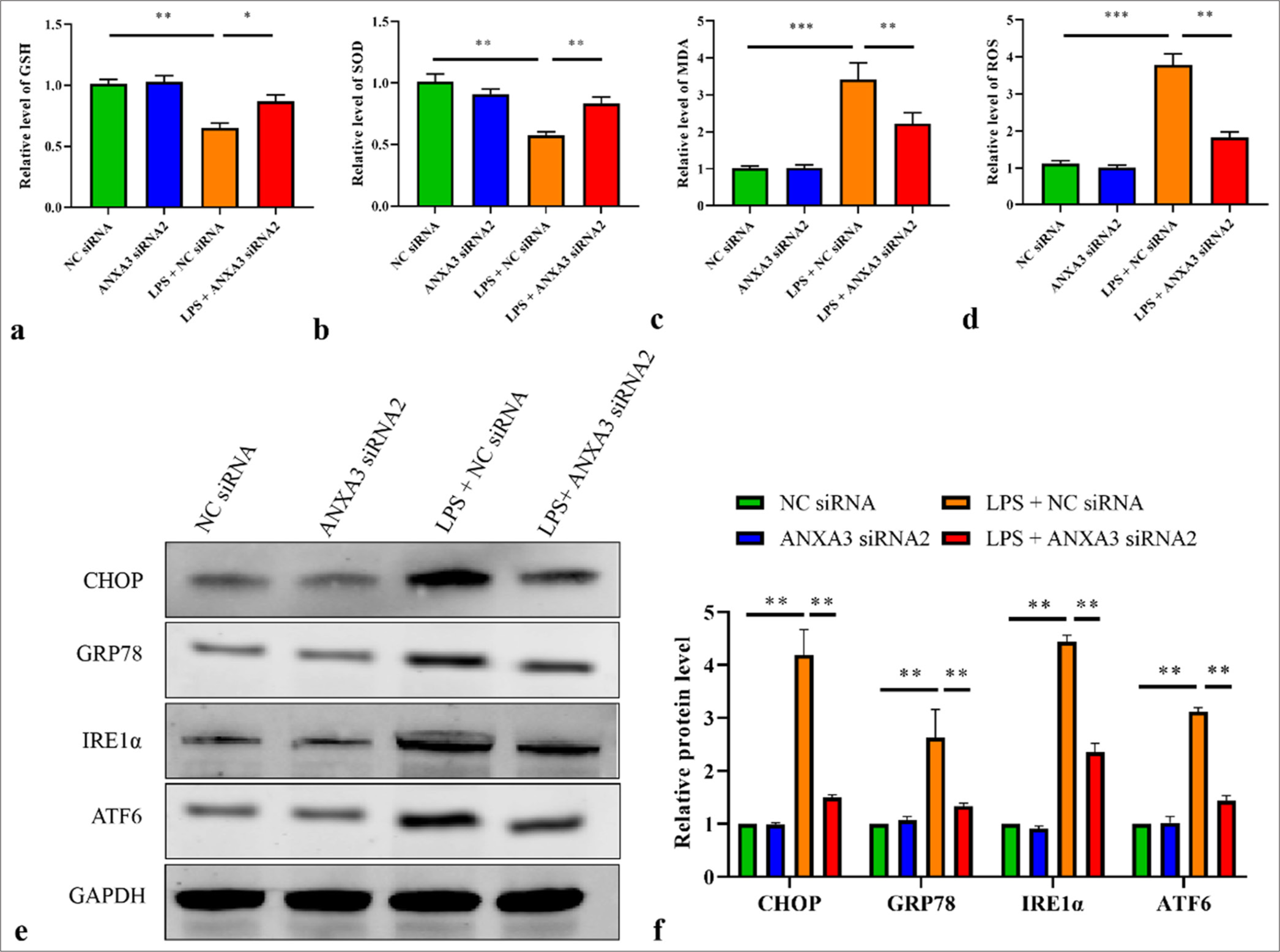 Knockdown of annexin A3 attenuates oxidative and endoplasmic reticulum stresses in lipopolysaccharide-induced human kidney 2 (HK2) cells. (a) glutathione, (b) superoxide dismutase, (c) malondialdehyde, and (d) reactive oxygen species levels in HK2 cells were quantified through enzyme-linked immunosorbent assay by using the corresponding commercial assay kits. (e and f) The protein levels of C/EBP homologous protein, glucose-regulated protein 78, inositol-requiring enzyme 1α, and activating transcription factor 6 in HK2 cells were measured through Western blot analysis. ✶P < 0.05, ✶✶P < 0.01, ✶✶✶P < 0.001. All in vitro experiments were conducted in triplicate with at least three independent experiments. GSH: Glutathione, ANXA3: Annexin A3, NC: Negative control, siRNA: Small interfering RNA, LPS: Lipopolysaccharide, SOD: Superoxide dismutase, MDA: Malondialdehyde, ROS: Reactive oxygen species, CHOP: C/EBP homologous protein, GRP78: glucose-regulated protein 78, IRE1α: inositol requiring enzyme 1α, ATF6: activating transcription factor 6, GAPDH: Glyceraldehyde-3-phosphate dehydrogenase.