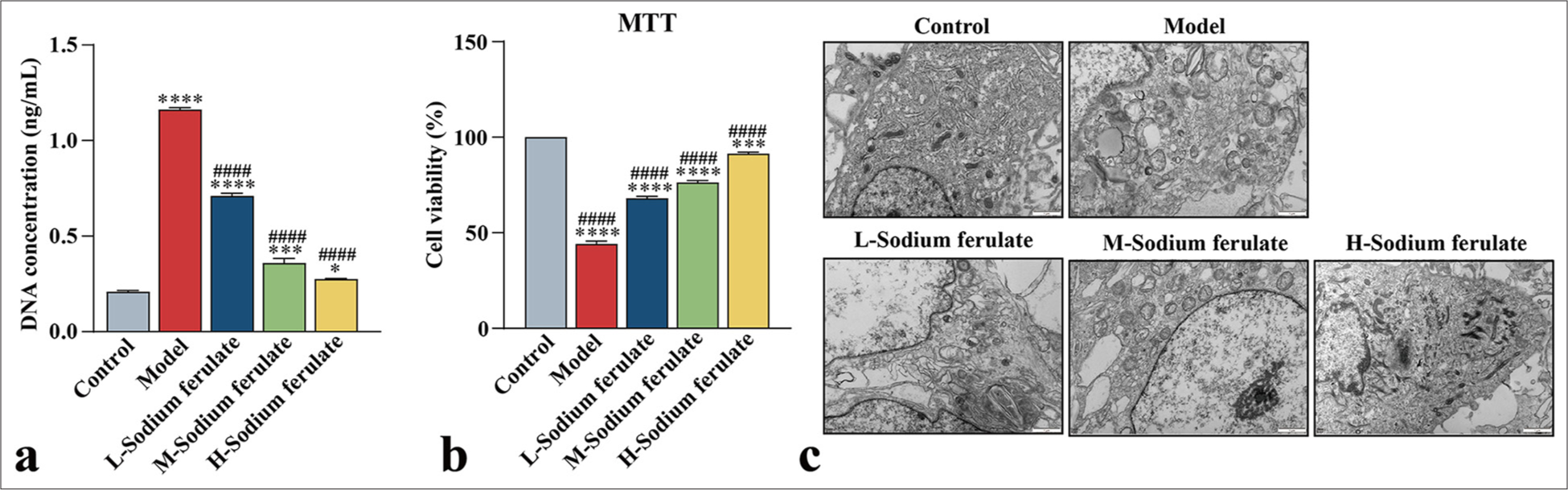 Effect of sodium ferulate on serum stimulated EPCs. (a) Detection of NETs by fluorescence staining; (b) MTT assay to assess the viability of EPCs; (c) ultrastructure of serum-stimulated EPCs by transmission electron microscopy, where “L-sodium ferulate” denotes low-dose sodium ferulate, “M-sodium ferulate” denotes medium-dose sodium ferulate, and “H-sodium ferulate” denotes high-dose sodium ferulate. MTT: 3-(4,5-Dimethylthiazol-2-yl)-2,5-diphenyltetrazolium bromide assay, EPCs: Endothelial progenitor cells, NETs: neutrophil extracellular traps. Scale bar = 1 μm. Data of three independent experiments are presented as mean ± SD and subjected to ordinary one-way ANOVA (Significance was represented by asterisks: ✶, P < 0.05, ✶✶✶, P < 0.001, ✶✶✶✶, P < 0.0001 versus control. ####, P < 0.0001 versus model, ANOVA: Analysis of variance, SD: Standard deviation).