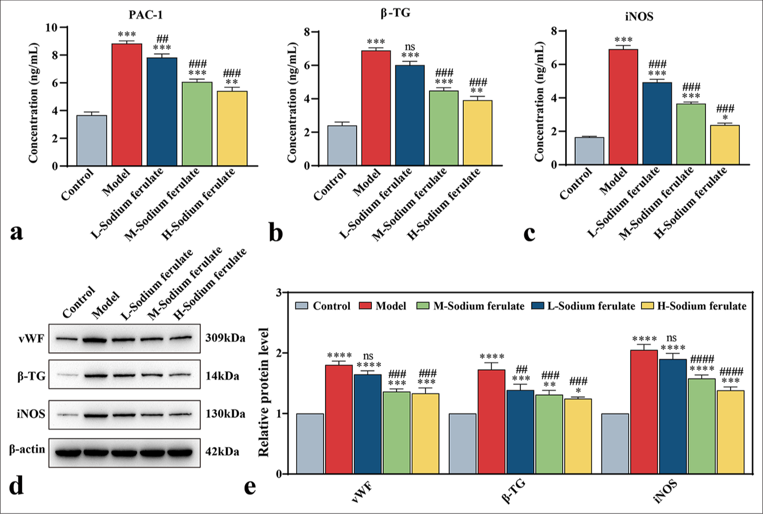 Effect of sodium ferulate on serum stimulated EPCs. (a) Concentration of PAC-1 in the supernatant of stimulated EPCs; (b) concentration of β-TG in the supernatant of stimulated EPCs; (c) concentration of iNOS in the supernatant of stimulated EPCs; (d) Western blotting to detect the protein bands of vWF, β-TG, and iNOS; (e) analysis of the gray values of the protein bands of vWF, β-TG, and iNOS. Relative analysis was made based on the gray value of the strip chart; β-actin employed as the endogenous control, where “L-sodium ferulate” denotes low-dose sodium ferulate, “M-sodium ferulate” denotes medium-dose sodium ferulate, and “H-sodium ferulate” denotes high-dose sodium ferulate. Data of three independent experiments are presented as mean ± SD and subjected to ordinary one-way ANOVA.Significance is indicated by asterisks: ✶, P < 0.05, ✶✶, P < 0.01; ✶✶✶, P < 0.001, ✶✶✶✶, P < 0.0001 compared with the control. “ns” indicates no statistical significance compared with the model, ##, P < 0.01 ###, P < 0.001, ####, P < 0.0001 versus model (PAC-1: Procaspase-activating compound-1, β-TG: β-Trace protein, iNOS: Inducible nitric oxide synthase, vWF: von Willebrand Factor, ANOVA: Analysis of variance, EPCs: Endothelial progenitor cells, SD: Standard deviation).