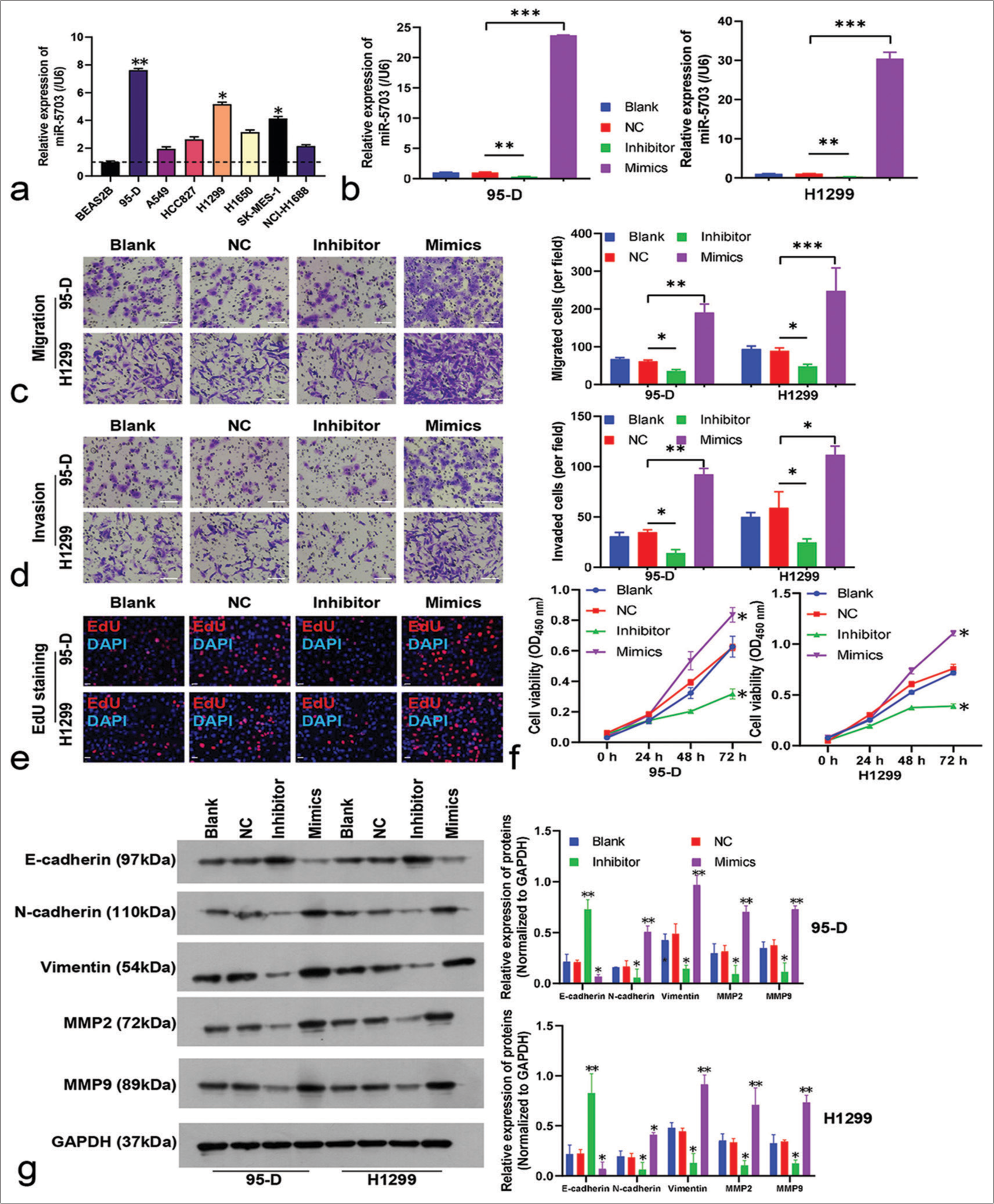 Functional analysis of microRNA-5703 (miR-5703) in 95-D and H1299 lung cancer cell lines. (a) Relative miR-5703 expression levels in different lung cancer cell lines and non-tumor cell line Bronchial Epithelial Cell Line 2B as detected by quantitative polymerase chain reaction (qPCR).SK-MES: Squamous Cell Carcinoma- MES; NCI-H1688: National Cancer Institute- H1688. (b) miR-5703 expression in the 95-D and H1299 cell lines after treatment with miR-5703 inhibitors or mimics, as demonstrated by quantitative polymerase chain reaction. (c and d) Cell migration (c) and invasion (d) assays showing the effects of miR-5703 expression modulation in the 95-D and H1299 cells. Scale: 50 μm. (e and f)5-ethynyl-2'-deoxyuridine staining (e, scale: 20 μm) and CCK8 kit method tests. DAPI: 4’,6-Diamidino-2-phenylindole, a commonly used fluorescent dye for staining the nucleus. (f) demonstrating changes in cell proliferation and vitality respective to different treatments. (g) Western blot results showing altered the expression of E-cadherin, N-cadherin, vimentin, MMP2, and MMP9 in the cells treated with the miR-5703 inhibitors or mimics. MMP2: Matrix Metalloproteinase-2; MMP9: Matrix Metalloproteinase-9; NC: Negative Control; GAPDH: glyceraldehyde-3-phosphate dehydrogenase. n = 3, ✶P < 0.05, ✶✶P < 0.01, ✶✶✶P < 0.001 versus negative control.