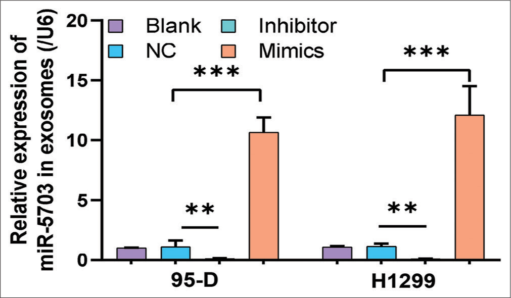 Modulation of microRNA-5703 (miR-5703) levels in exosomes derived from lung cancer cells after treatment with inhibitors and mimics. Quantitative polymerase chain reaction results showing a significant decrease in miR-5703 expression in exosomes derived from lung cancer cells treated with the inhibitors and significant increase after treatment with mimics. n = 3, ✶✶P < 0.01, ✶✶✶P < 0.001. NC: Negative Control.