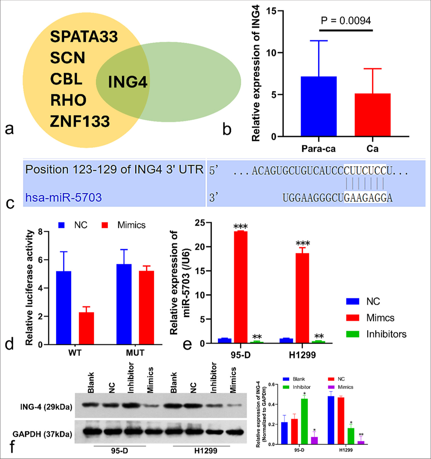 Identification of the target genes of microRNA-5703 (miR-5703) and correlation analysis. (a) Inhibitor of growth family, member 4 (ING4) was screened as the target of miR-5703. SPATA: Spermatogenesis-Associated Transcript; SCN: Sodium Channel; CBL: Casitas B-lineage Lymphoma; RHO: Rhodopsin; ZNF133: Zinc Finger Protein 133. (b) The expression feature of ING4 in the clinical tissues of patients with lung cancer. (c) Binding site information for miR-5703 and ING4 as provided by the TargetScan database. (d) Verification of the relationship between miR-5703 and ING4 in 293T cells. WT: Wild Type; MUT: Mutant. (e and f) miR-5703-mediated suppression of ING4 expression observed on miR-5703 messenger RNA (e) and ING4 protein (f) levels. n = 3, ✶P < 0.05, ✶✶P < 0.01, ✶✶✶P < 0.001. NC: Negative Control; Para-ca: adjacent tissues; Ca: Lung cancer tissues.