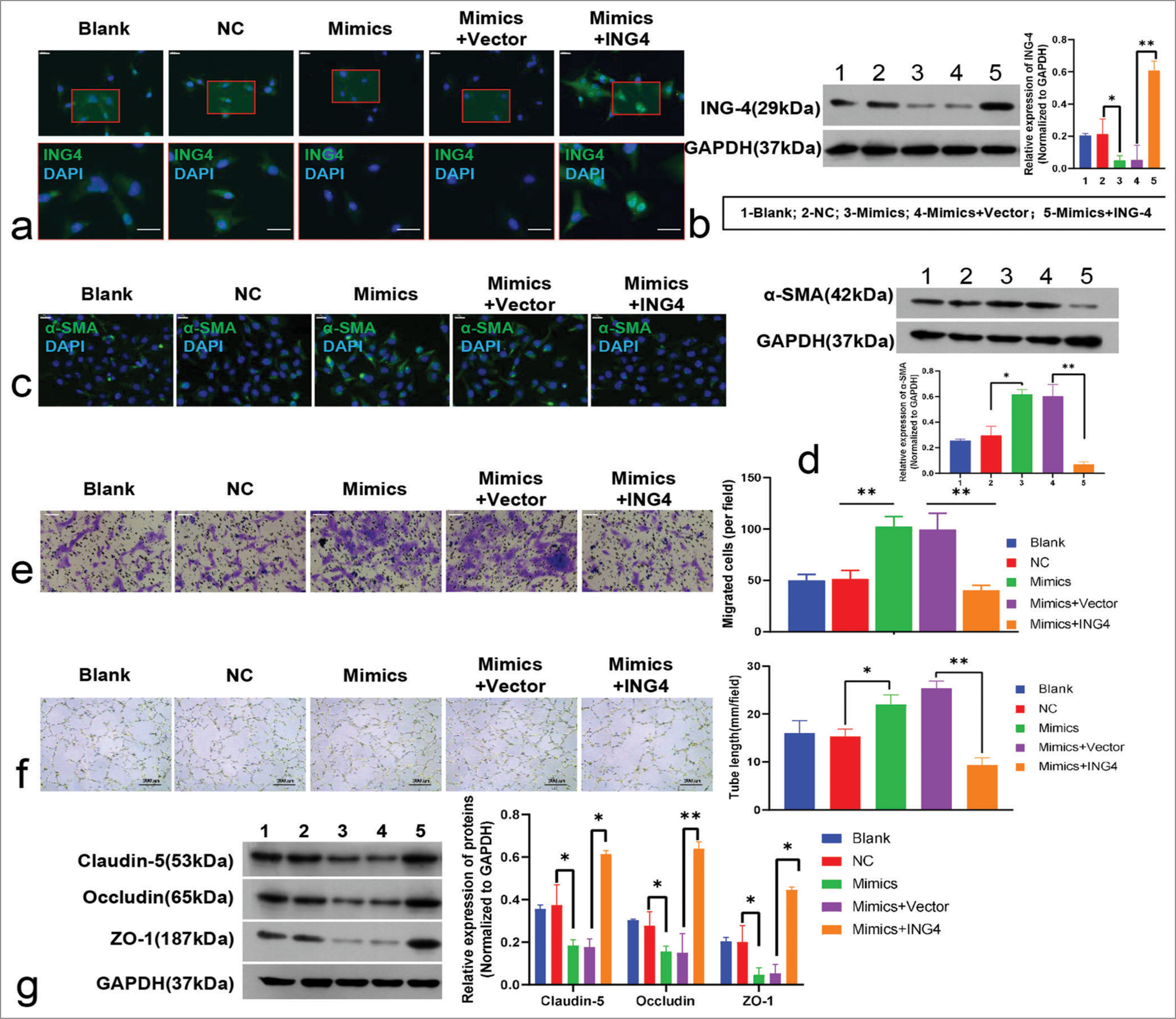 Biological role of microRNA-5703 (miR-5703) in endothelial cells and functional investigation of miR-5703/Inhibitor of growth family, member 4 (ING4) interactions. (a and b) Results from immunofluorescence (a, scale: 20 μm) and Western blot (b) showing the effect of mimic treatment on ING4 expression. After transfection with the ING4 overexpression vector, an increase in ING4 expression was observed. (c and d) Immunofluorescence (c, Scale: 20 μm) and Western blot (d) illustrating increased α-smooth muscle actin levels in the endothelial cells after mimic treatment and reduced level after ING4 overexpression. (e) Transwell experiments displaying an increase in endothelial cell migration after mimic treatment and the reversal of this effect by ING4 overexpression. Scale: 50 μm. (f) Increased angiogenesis (blood vessel formation) in endothelial cells after mimic treatment and the reversal of this effect by ING4 overexpression. (g) Western blot showing the reduced expression of claudin-5, occludin, and ZO-1 after mimic treatment and restoration of their expression after ING4 overexpression. n = 3, ✶P < 0.05, ✶✶P < 0.01. NC: Negative Control; GAPDH: glyceraldehyde-3-phosphate dehydrogenase; α-SMA: α-smooth muscle actin; ZO-1: Zonula Occludens-1.