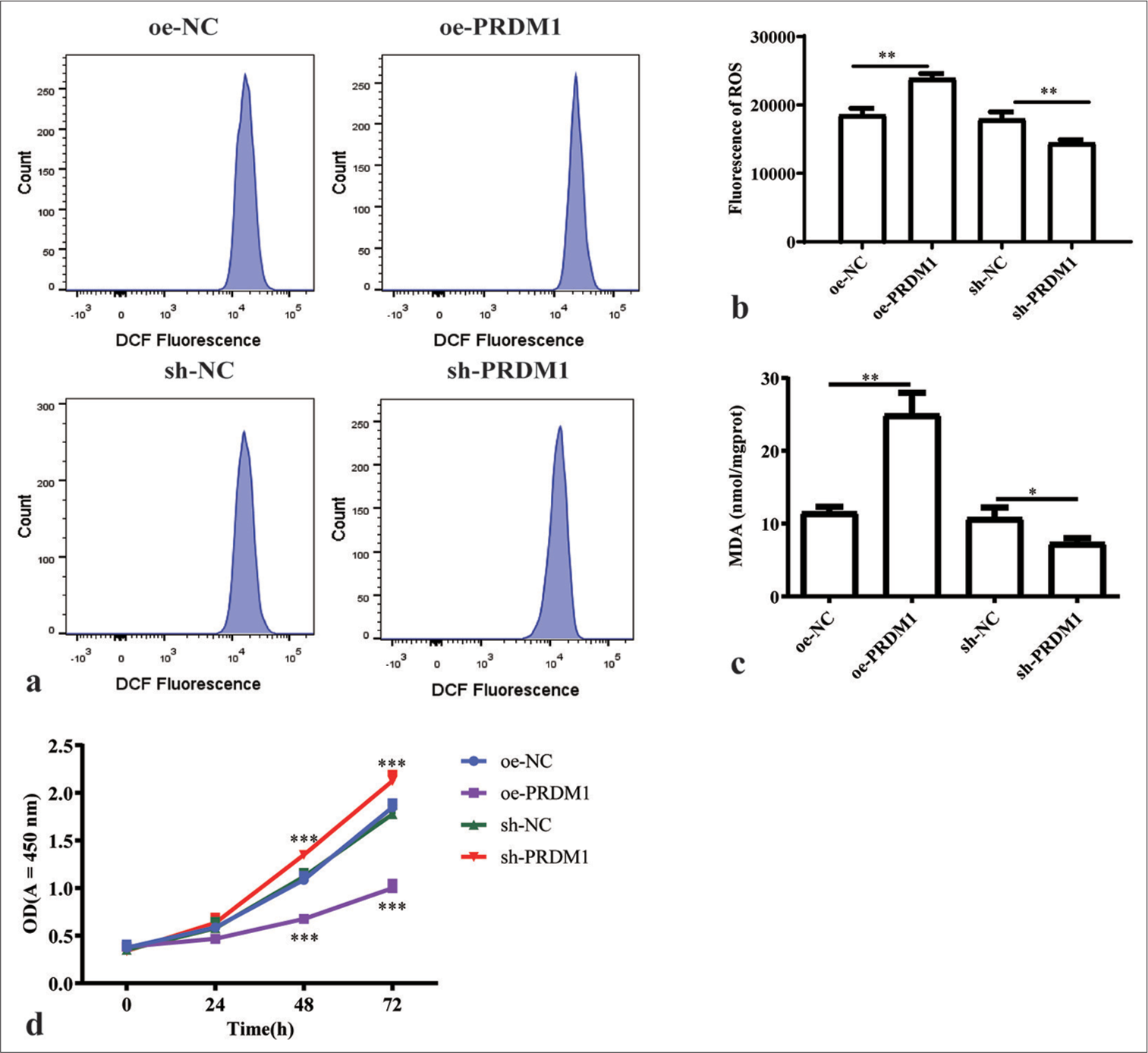 Overexpression of PRDM1 promotes ferroptosis and inhibits the proliferation of HSCs. (a) Fluorescence intensity flow diagram of ROS in HSCs of the overexpression control (oe-NC), PRDM1 overexpression (oe-PRDM1), interfering control (sh-NC), and PRDM1 interfering (sh-PRDM1) groups. (b) Quantification of the fluorescence intensity of ROS. (c) Concentration of malondialdehyde in the four groups of cells mentioned above. (d) Proliferation of cells in the four groups of cells mentioned above at 0, 24, 48, and 72 h. ✶P<0.05; ✶✶P<0.01; ✶✶✶P<0.001. Each experiment was repeated three times. PRDM1: PR/SET domain 1, GPX4: Glutathione peroxidase 4, ROS: Reactive oxygen species, HSC: Hepatic stellate cells, DCF: Dichlorofluorescein, sh-NC: Negative Control, sh-RNA: Short hairpin RNA.