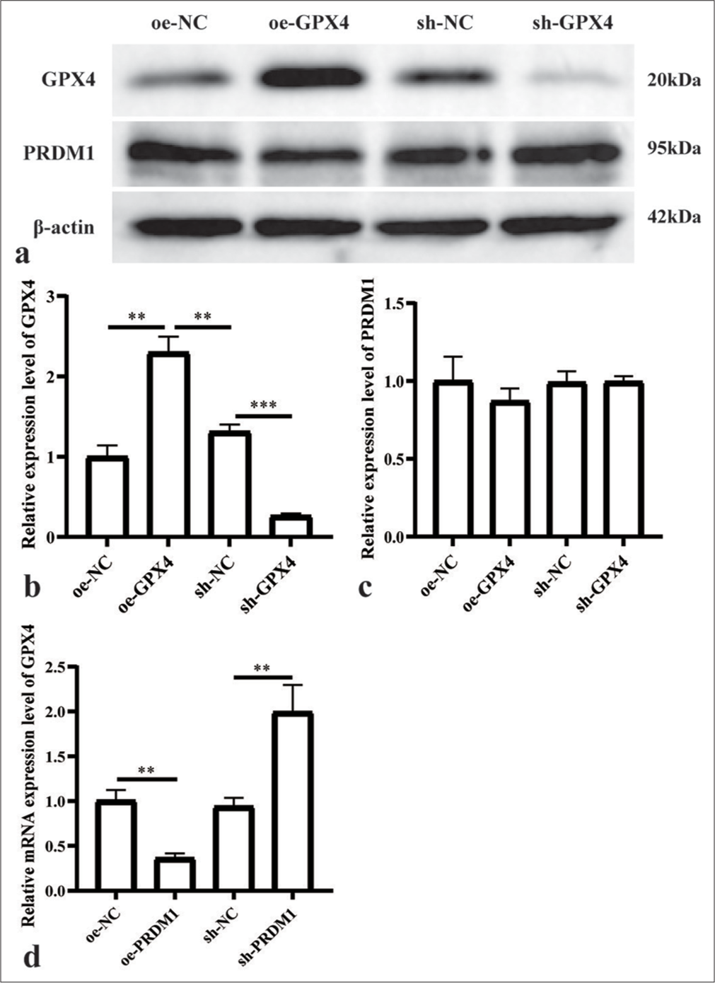 PRDM1 is the upstream regulator of GPX4. (a) Western blot results for PRDM1 and GPX4 proteins; (b and c) Expression of the abovementioned proteins in different cell groups. (d) GPX4 mRNA levels in cell lines with overexpressed and knocked down PRDM1. ✶✶P<0.01; ✶✶✶P<0.001. Each experiment was repeated three times. PRDM1: PR/SET domain 1, GPX4: Glutathione peroxidase 4, mRNA: Messenger ribonucleic acid, sh-NC: Negative Control, sh-RNA: Short hairpin RNA.