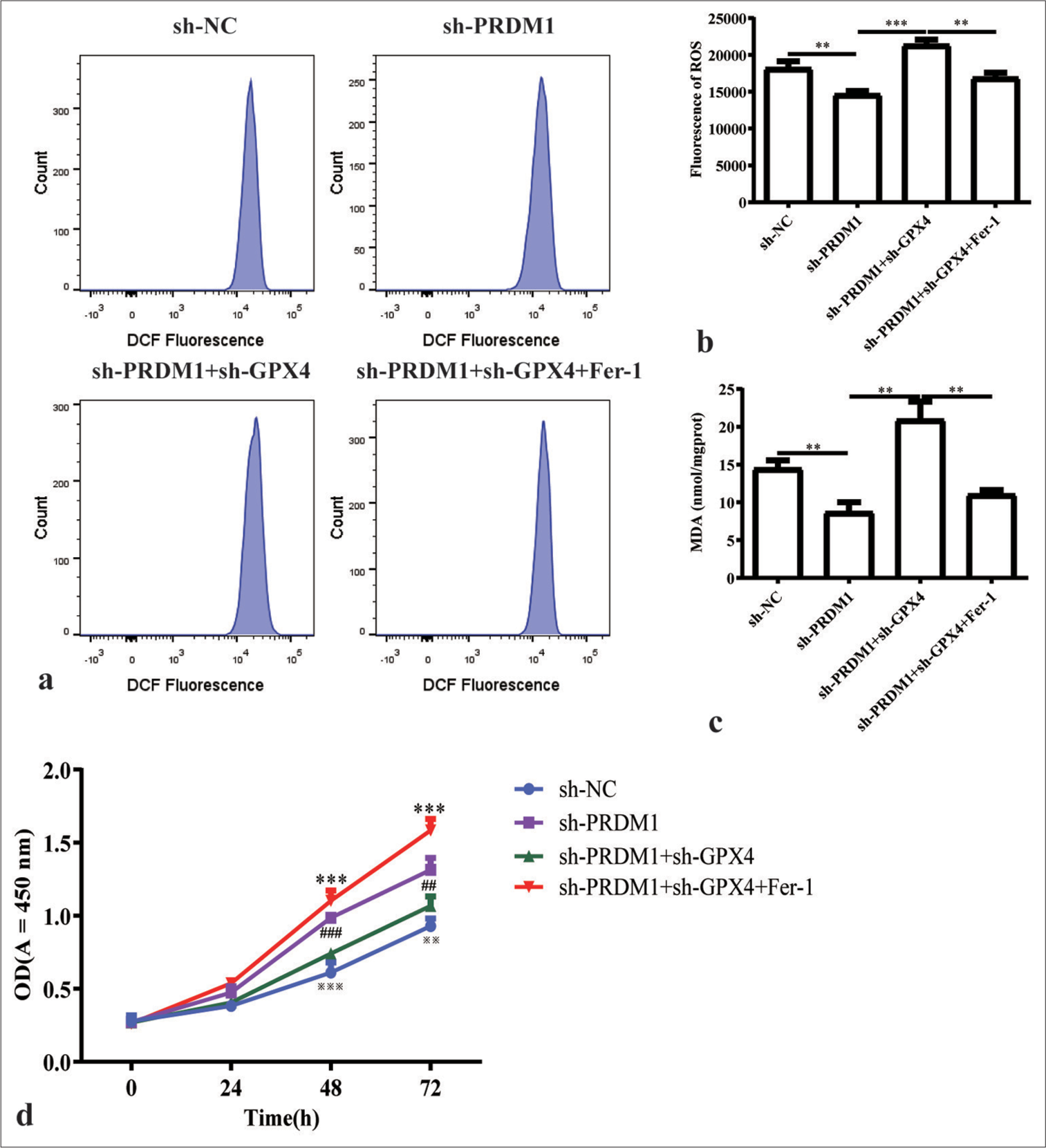 Simultaneous silencing of PRDM1 and GPX4 promotes ferroptosis and inhibits the proliferation of HSCs. (a) Fluorescence intensity flow pattern of ROS in liver stellate cells in the sh-NC, sh-PRDM1, sh-PRDM1+sh-GPX4, and sh-PRDM1+sh-GPX4+Fer-1 groups. (b) Quantification of the fluorescence intensity of ROS in the four groups of cells mentioned above. (c) Concentration of malondialdehyde in HSCs in the four groups of cells mentioned above; Fer-1 is a ferroptosis inhibitor. (d) Cell proliferation of HSCs in the four groups of cells mentioned above at 0, 24, 48, and 72 h. ✶: sh-PRDM1 + sh-GPX4 vertus sh-PRDM1 + sh-GPX4 + Fer-1; #: shPRDM1 versus sh-PRDMA + sh-GPX4; ※: sh-NC versus sh-PRDM1; ✶✶✶P<0.001; ##P<0.01, ###P<0.001; ※※P<0.01, ※※※P<0.001. Each experiment was repeated three times. PRDM1: PR/SET domain 1, GPX4: Glutathione peroxidase 4, ROS: Reactive oxygen species, HSC: Hepatic stellate cells, a-SMA: a-smooth muscle actin, Fer-1: Ferroptosis inhibitor, DCF: Dichlorofluorescein, sh-NC: Negative Control, sh-RNA: Short hairpin RNA.