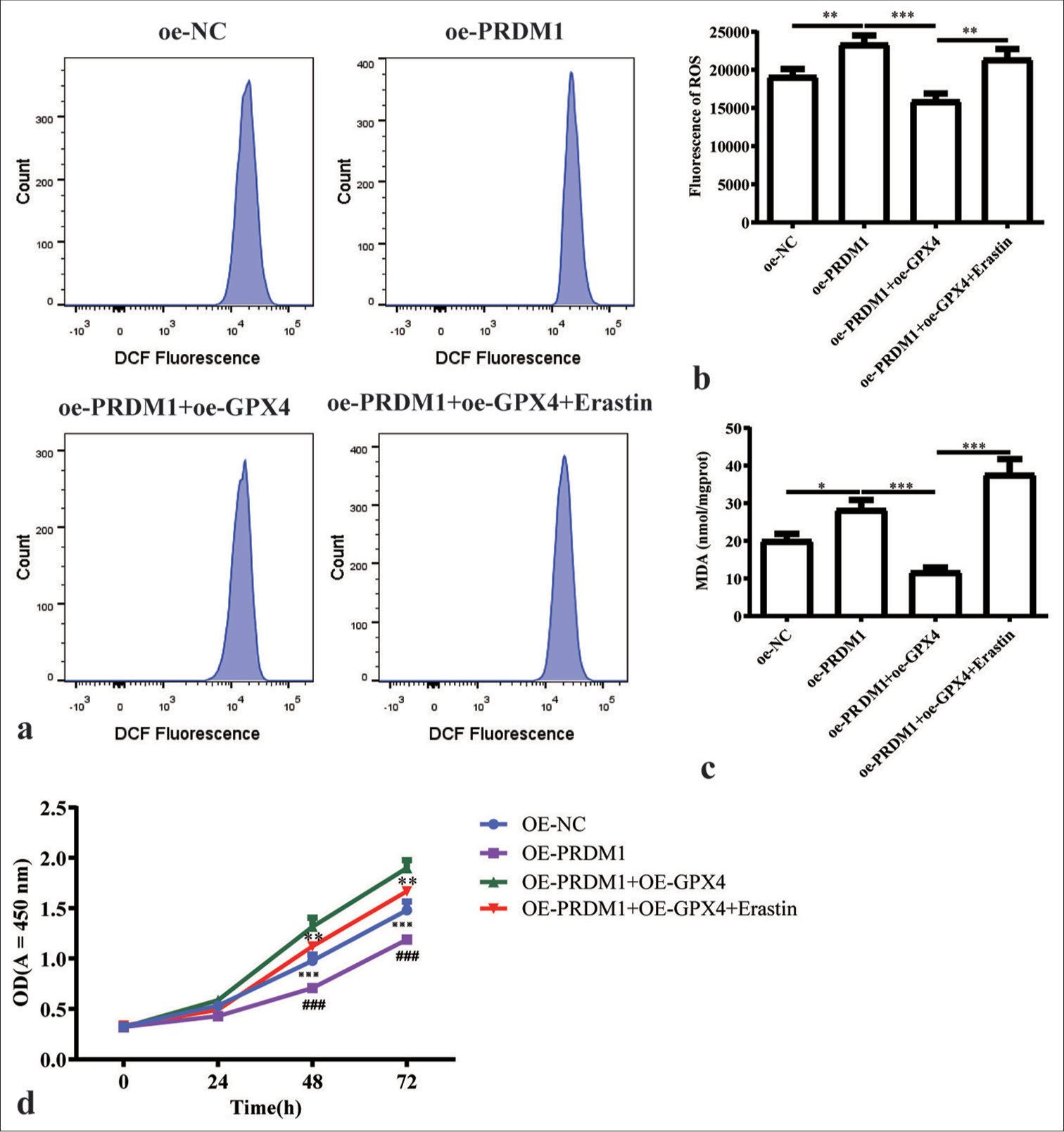 Simultaneous overexpression of PRDM1 and GPX4 promotes ferroptosis and inhibits the proliferation of HSCs. (a) Fluorescence intensity of ROS in cells in the oe-NC, oe-PRDM1, oe-PRDM1 + oe-GPX4, and oe-PRDM1 + oe-GPX4 + Erastin groups of cells in the fluorescence intensity flow diagram; Erastin is a ferroptosis inducer. (b) Quantification of the fluorescence intensity of ROS in the four groups of cells mentioned above. (c) Concentration of malondialdehyde in HSCs in the four groups of cells mentioned above; Fer-1 is a ferroptosis inhibitor. (d) Cell proliferation of HSCs in the four groups of cells mentioned above at 0, 24, 48, and 72 h. ✶: OE-PRDM1 + OE-GPX4 versus OE-PRDM1 + OE-GPX4 + Erastin; #: OE-PRDM1 versus OE-PRDMA + OE-GPX4; ※: OE-NC versus OE-PRDM1; ✶✶P<0.01, ✶✶✶P<0.001; ###P<0.001; ※※※P<0.001. Each experiment was repeated three times. PRDM1: PR/SET domain 1, GPX4: Glutathione peroxidase 4, ROS: Reactive oxygen species, HSC: Hepatic stellate cells, a-SMA: a-smooth muscle actin, Fer-1: Ferroptosis inhibitor, DCF: Dichlorofluorescein, oe-NC: Overexpressing negative control.