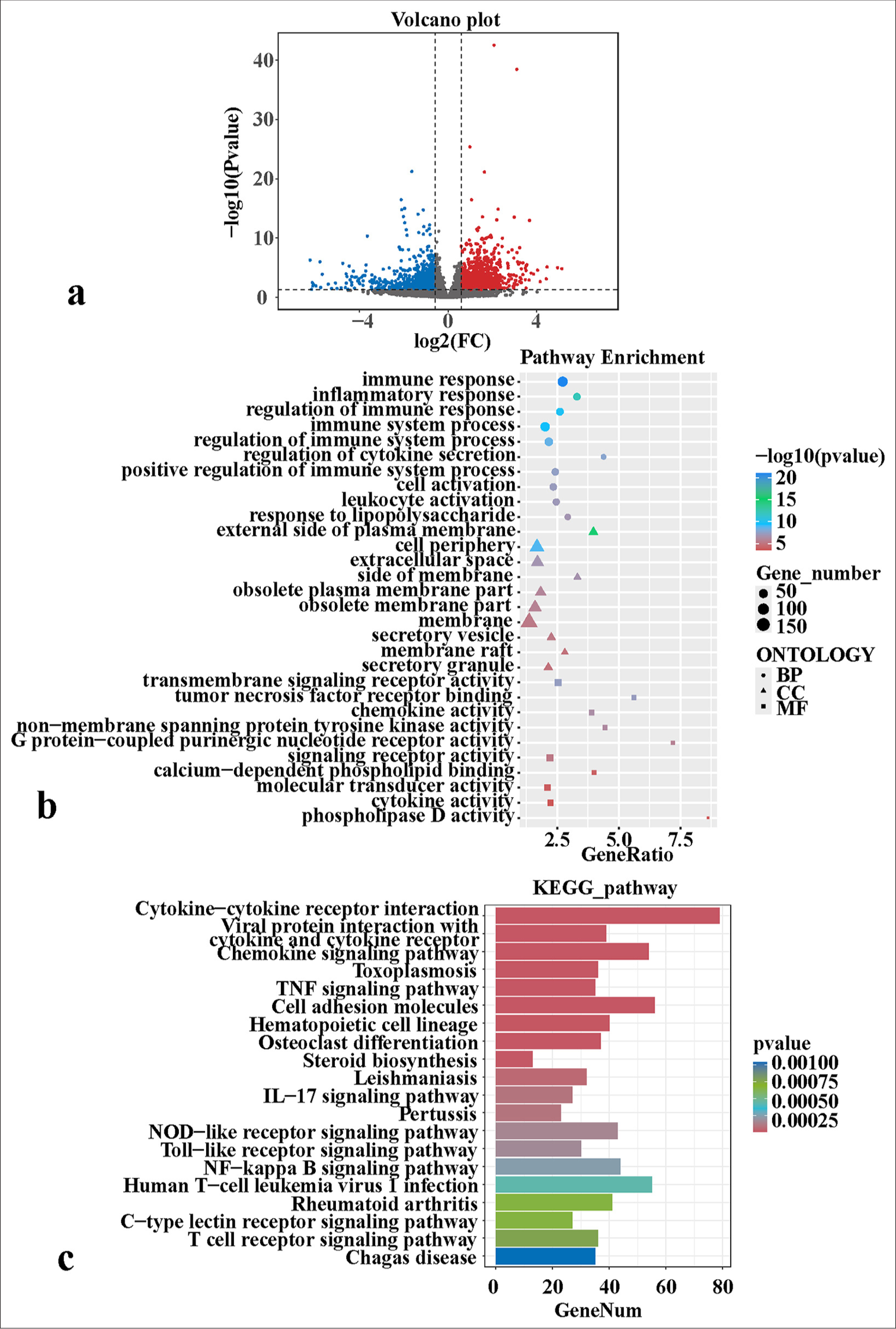 Transcriptomic sequencing reveals the molecular mechanisms of PFCD development. (a) Differential expression volcano map. (b) GO enrichment bubble charts of differentially expressed genes. (c) KEGG enrichment bar charts of differentially expressed genes. FC: Fold change, BP: Biological process, CC: Cellular component, MF: Molecular function, TNF: Tumor necrosis factor, PFCD: Perianal fistulizing Crohn’s disease, GO: Gene ontology, KEGG: Kyoto encyclopedia of genes and genomes, IL: Interleukin, NF-kappa B: Nuclear factor kappa B.