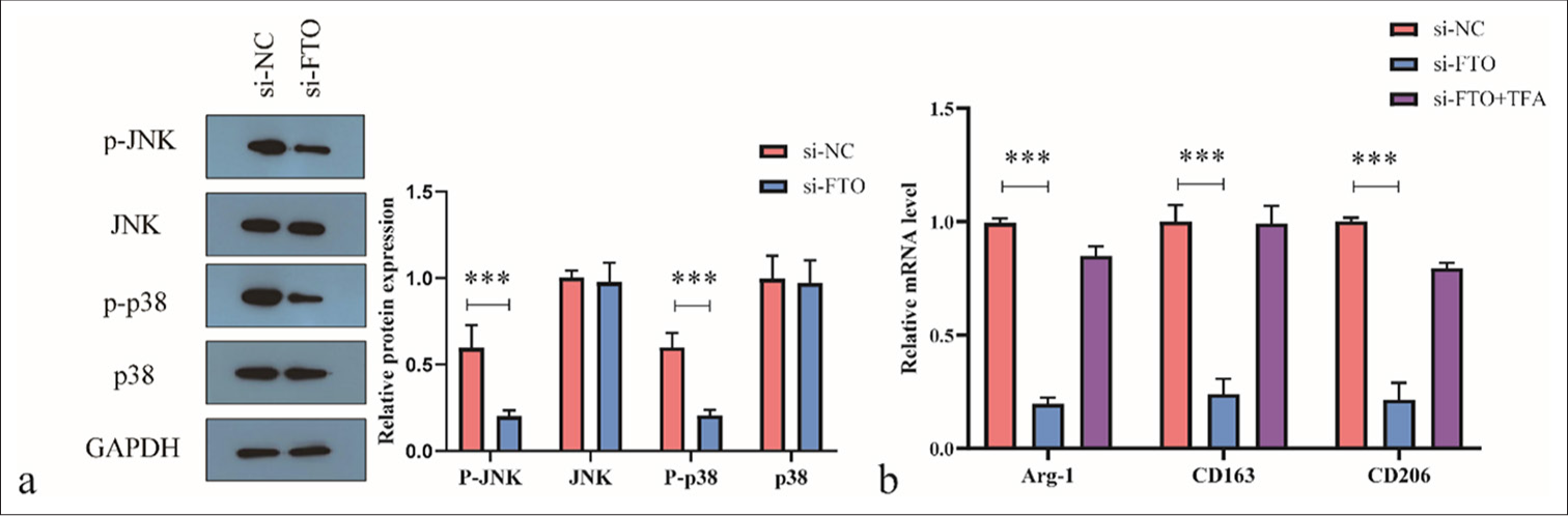 Fat mass and obesity-associated (FTO) silencing reduces M2 polarization of macrophages by inhibiting the c-Jun N-terminal kinase (JNK)/p38 signaling pathway. (a) Western blot analysis of JNK/p38 signaling pathway activity. (b) Real-time quantitative polymerase chain reaction analysis of Arg-1, CD163, and CD206 levels. ✶✶✶P < 0.001. si-NC: negative control si-RNA, GAPDH: Glyceraldehyde-3-phosphate dehydrogenase, TFA: Trifluoroacetic acid.