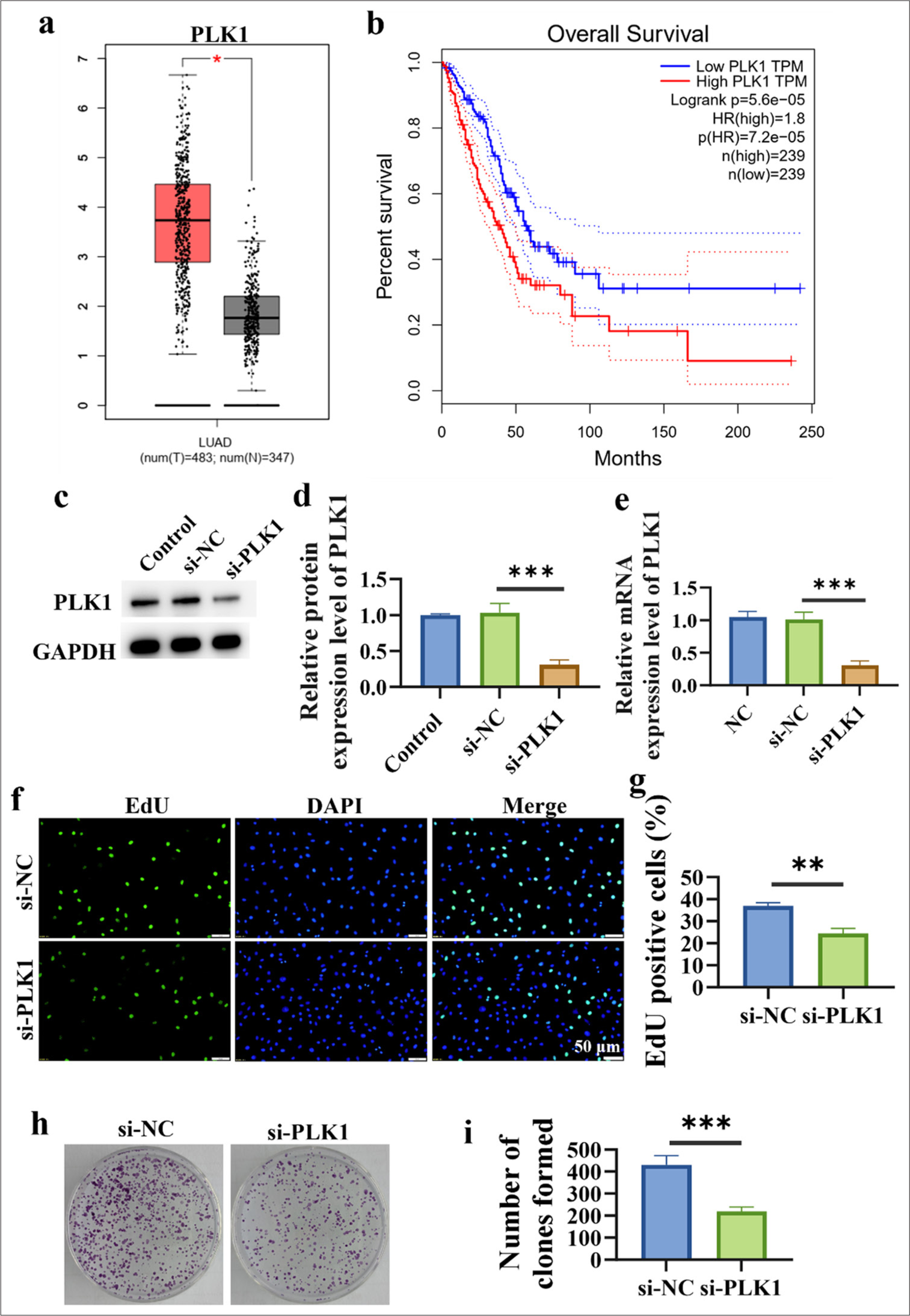 Upregulation of PLK1 in Lung Cancer and Inhibition of Cell Proliferation by Silencing PLK1. (a) Analysis of PLK1 expression levels in lung cancer. (b) Correlation analysis between PLK1 expression and prognosis of lung cancer patients. (c-e) Validation of si-PLK1 transfection efficiency. (f and g) Inhibition of lung cancer cell proliferation by silencing PLK1. (h and i) Inhibition of clonogenic capacity in lung cancer cells by silencing PLK1. n = 3. (*P < 0.05, ✶✶P < 0.01, ✶✶✶P < 0.001). PLK1: Polo-like kinase 1, si-NC: negative control to PLK1 siRNA, si-PLK1: PLK1 siRNA.