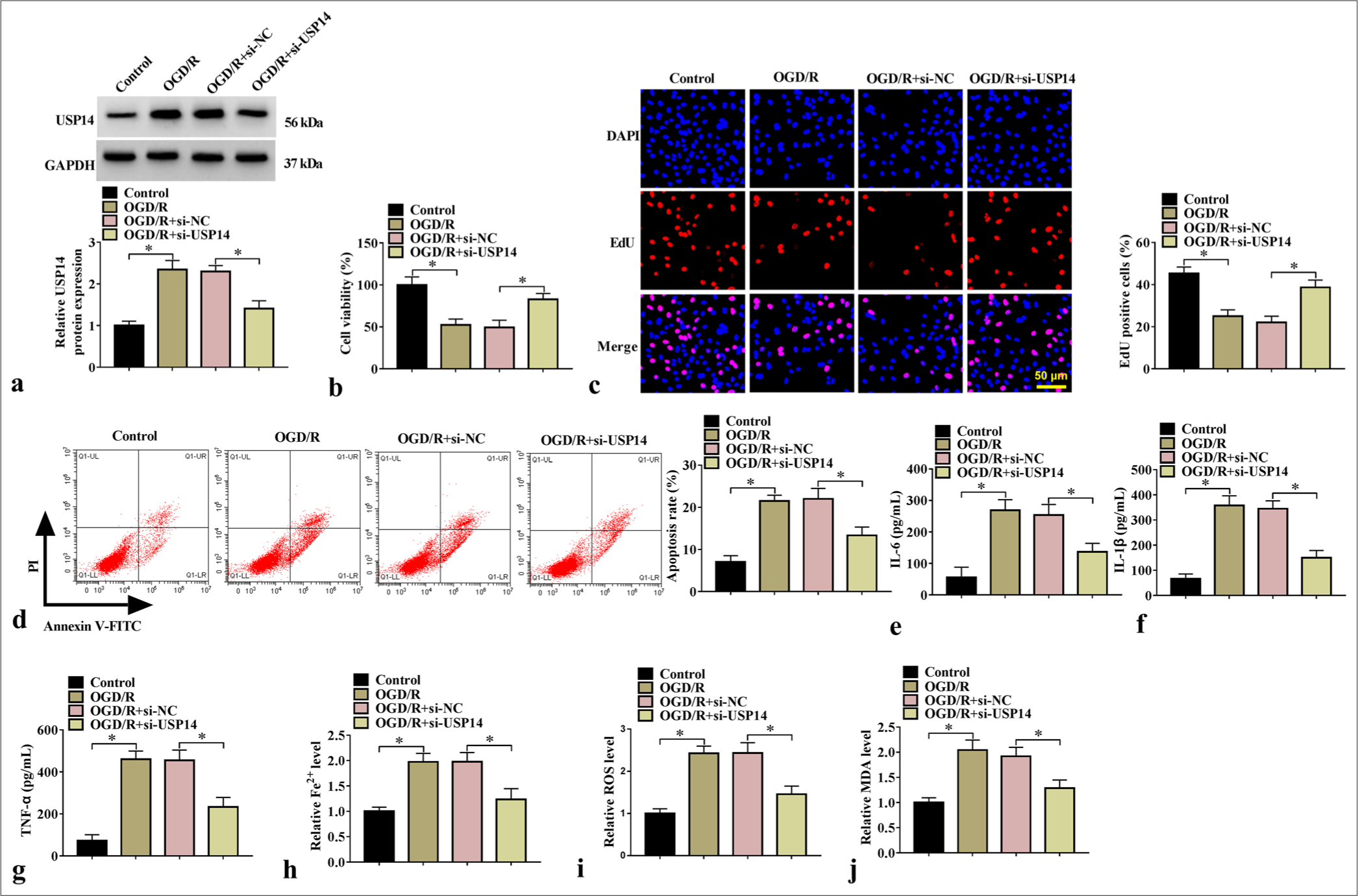 Effects of si-USP14 on cell injury. (a) WB analysis for USP14 protein expression (n=3). Cell proliferation and apoptosis were examined by (b) CCK8, (c) EdU assay, and (d) flow cytometry (n=3). (e-g) ELISA for testing IL-6, IL-1β, and TNF-α levels (n=3). (h-j) Fe2+, ROS, and MDA levels were examined (n=3). USP14, ubiquitin-specific peptidase 14. ✶P<0.05. USP14: Ubiquitin-specific peptidase 14, CCK8: Cell counting kit 8, ELISA: Enzyme-linked immunosorbent assay, IL-6: Interleukin 6, IL-1β: Interleukin-1 beta, TNF-α: Tumor necrosis factor-alpha, ROS: Reactive oxygen species, MDA: Malondialdehyde.