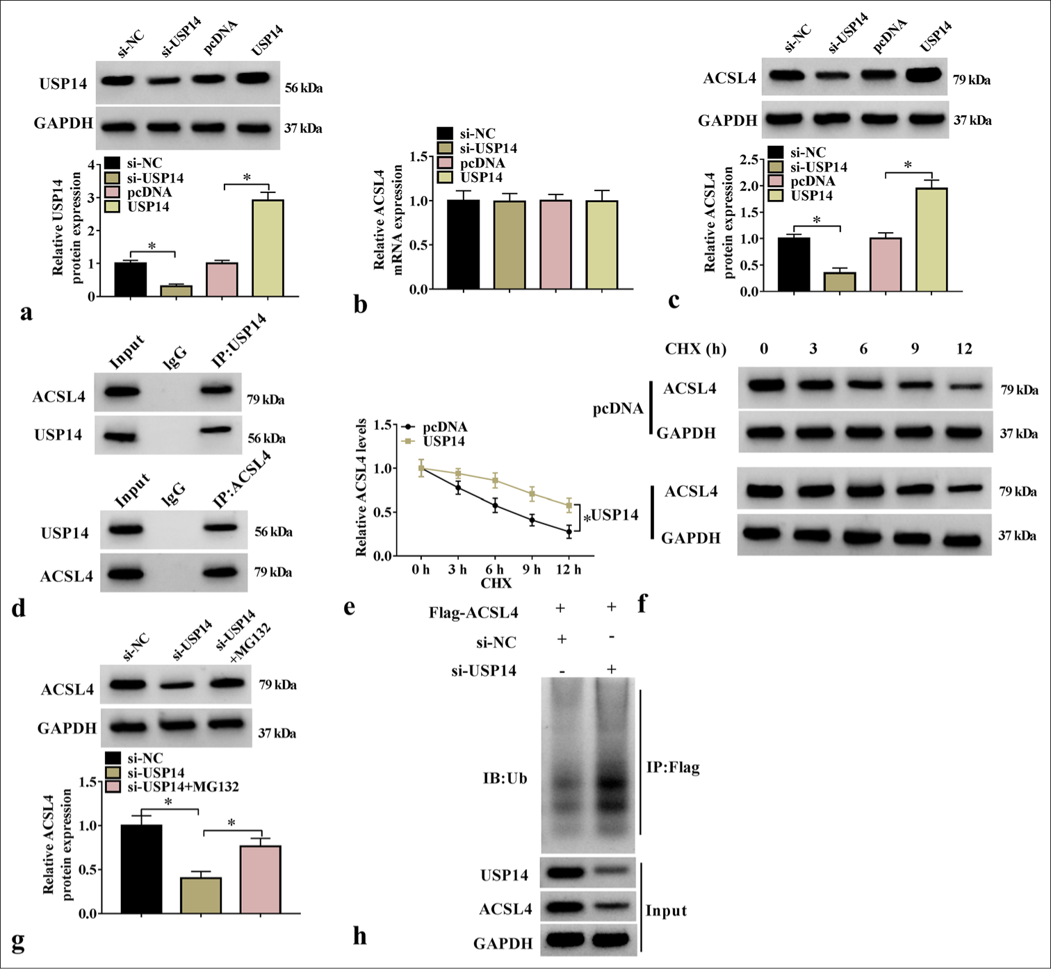 USP14-enhanced ACSL4 expression through deubiquitination. (a) The transfection efficiency of si-USP14 and USP14 overexpression vectors were assessed with WB assay (n=3). (b and c) ACSL4 Messenger RNA and protein expression levels were tested through qRT-PCR and WB (n=3). (d) The interaction between ACSL4 and USP14 was detected through Co-IP (n=3). (e and f) ACSL4 half-life and protein levels were detected through WB analysis (n=3). (g) ACSL4 protein expression was tested through WB analysis (n=3). (h) The detection of the ubiquitination level of ACSL4 after transfection withsi-NC/si-USP14 (n=3). USP14, ubiquitin-specific peptidase 14; CHX, cycloheximide. ✶P<0.05. USP14: Ubiquitin-specific peptidase 14, ACSL4: Acyl-CoA synthetase long-chain family member 4, WB: Western blot, qRT-PCR: Quantitative real-time polymerase chain reaction.