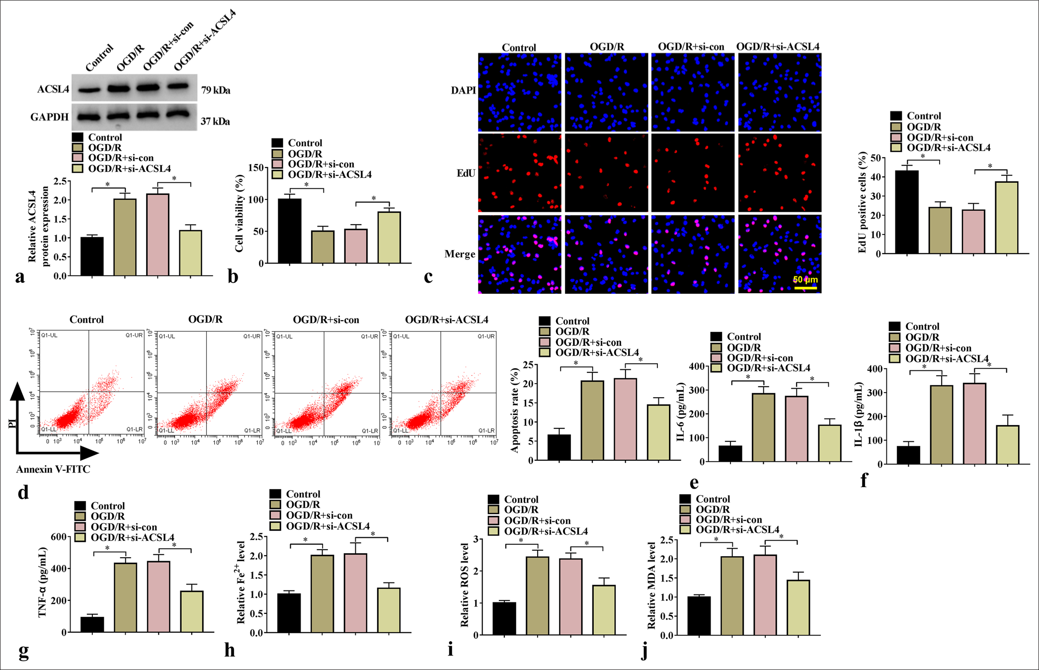 Effect of si-ACSL4 on SK-N-SH cell injury. (a) ACSL4 protein expression was tested through WB analysis (n=3). Cell proliferation and apoptosis were determined through (b) CCK8, (c) EdU assay, and (d) flow cytometry (n=3). (e-g) IL-6, IL-1β, and TNF-α levels were assessed through ELISA (n=3). (h-j) Fe2+, ROS, and MDA levels were tested (n = 3). ✶P<0.05. ACSL4: Acyl-CoA synthetase long-chain family member 4, CCK8: Cell counting kit 8, WB: Western blot, IL-6: Interleukin 6, IL-1β: Interleukin-1 beta, TNF-α: Tumor necrosis factor-alpha, ROS: Reactive oxygen species, MDA: Malondialdehyde.