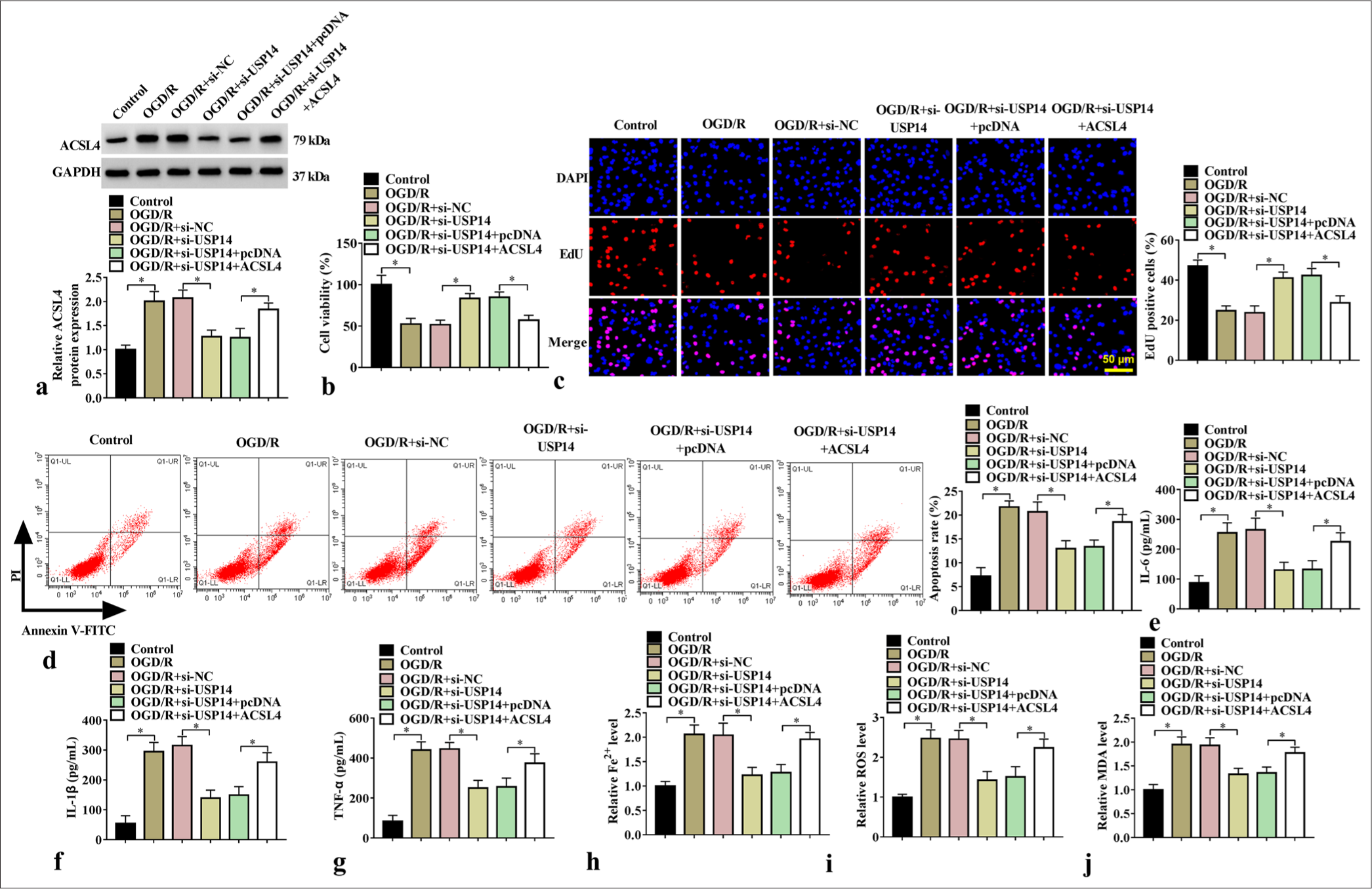 Effects of si-USP14 and ACSL4 on cell injury. (a) WB analysis for ACSL4 protein expression (n=3). (b) CCK8, (c) EdU assay, and (d) flow cytometry were performed for cell proliferation and apoptosis tests (n=3). (e-g) ELISA for detecting IL-6, IL-1β, and TNF-α levels (n=3). (h-j) Fe2+, ROS, and MDA levels were detected (n=3). USP14, ubiquitin-specific peptidase 14. ✶P<0.05. USP14: Ubiquitin-specific peptidase 14, ACSL4: Acyl-CoA synthetase long-chain family member 4, CCK8: Cell counting kit 8, WB: Western blot, IL-6: Interleukin 6, IL-1β: Interleukin-1 beta, TNF-α: Tumor necrosis factor-alpha, ROS: Reactive oxygen species, MDA: Malondialdehyde.