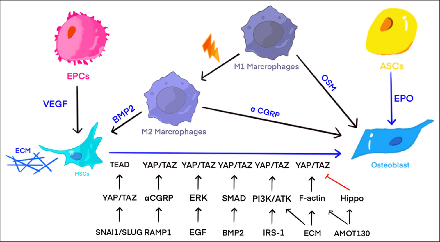 Co-culture of various cells can promote the differentiation of mesenchymal stem cells into osteoblasts through cell-to-cell interactions. Under the co-culture of endothelial cells and mesenchymal stem cells, endothelial cells promote the differentiation of mesenchymal stem cells into osteoblasts by secreting more vascular endothelial growth factor. Under moderate mechanical signal stimulation, macrophages can be transformed into M2 phenotype, promoting osteogenic differentiation of mesenchymal stem cells by affecting local inflammatory factors and secreting more bone morphogenetic protein 2. Macrophages and M2 phenotype macrophages can promote osteogenesis by secreting more oncostatin M and alpha calcitonin gene-related peptide (Figure created using Adobe Illustrator CS6 Adobe Systems, San Jose, USA). BMP2: Bone morphogenetic protein 2, CGRP: Calcitonin gene-related peptide, ECM: Extracellular matrix, EPCs: Endothelial progenitor cells, ERK: Extracellular signal-regulated kinase, OSM: Oncostatin M, TAZ: Transcriptional co-activator with PDZ-binding motif, TEAD: Tata-box binding protein-like extra A domain transcription factor, VEGF: Vascular endothelial growth factor, YAP: Yes-associated protein, EGF: Epidermal growth factor, EPO: Erythropoietin, F-actin: Filamentous actin, IRS-1: Insulin receptor substrate 1, RAMP1: Receptor activity-modifying protein 1, PI3K: Phosphoinositide 3-kinase, SMAD: SMA and MAD related protein, SNAI1: Snail family transcriptional repressor 1.