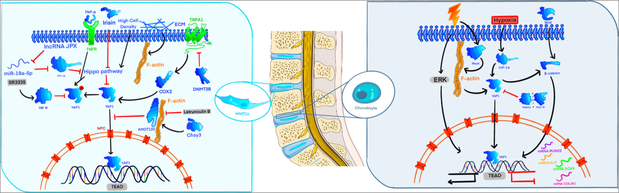 Regulatory pathways of different epistatic regulators on yes-associated protein (YAP)/transcriptional co-activator with PDZ-binding motif (TAZ) in human nucleus pulposus cells (HNPCs), ADSCs, and chondrocyte cells. The activation of YAP in HNPCs serves to decelerate the degeneration of these cells in lumbar intervertebral disc. The activation of YAP/TAZ in ADSCs can contribute to the differentiation of ADSCs into osteoblasts. The role of YAP/TAZ activation in chondrocytes remains unclear. The protein structures are based on models from SWISS-MODEL (https://swissmodel.expasy.org/) and the AlphaFold protein structure database (https://alphafold.com/). The illustration was created using procreate (https://procreate.com/) and Adobe Illustrator CS6 (Adobe Systems, San Jose, USA). ALP: Alkaline phosphatase, AMOT130: Angiomotin 130 kDa, COX2: Cyclooxygenase-2, DNMT3B: DNA methyltransferase 3 beta, ECM: Extracellular matrix, ERK: Extracellular signal-regulated kinase, F-actin: Filamentous actin, HIF-1α: Hypoxia-inducible factor 1 alpha, LncRNA JPX: Long non-coding RNA JPX, Mob1: Mps one binder 1, NPC: Nucleus pulposus cell, RhoA: Ras homolog family member A, RUNX2: Runt-related transcription factor 2, SOX9: Sex determining region Y-box 9, TNF-α: Tumor necrosis factor-alpha, TNFR: Tumor necrosis factor receptor, TRAP: Tartrate-resistant acid phosphatase, Wnt: Wingless-related integration site, YAP: Yes-associated protein, TEAD: Transcriptional enhanced associate domain.