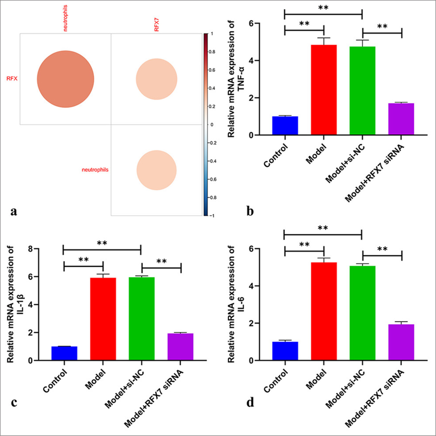 Targeting regulatory factor X7 (RFX7) decreases inflammatory response in platelet-derived growth factor-BB (PDGF-BB)-stimulated ASMCs. (a) Correlation analysis on the RFX single–sample gene set enrichment approach score, RFX7, and neutrophils in childhood asthma. (b-d) reverse transcription quantitative polymerase chain reaction on the detection of mRNA levels of tumor necrosis factor alpha-like, interleukin 1 beta, and interleukin 6in ASMCs with PDGF-BB stimulation or transfection with RFX7 siRNAs. ✶✶P < 0.01. The experiment was repeated 3 times, n = 3.