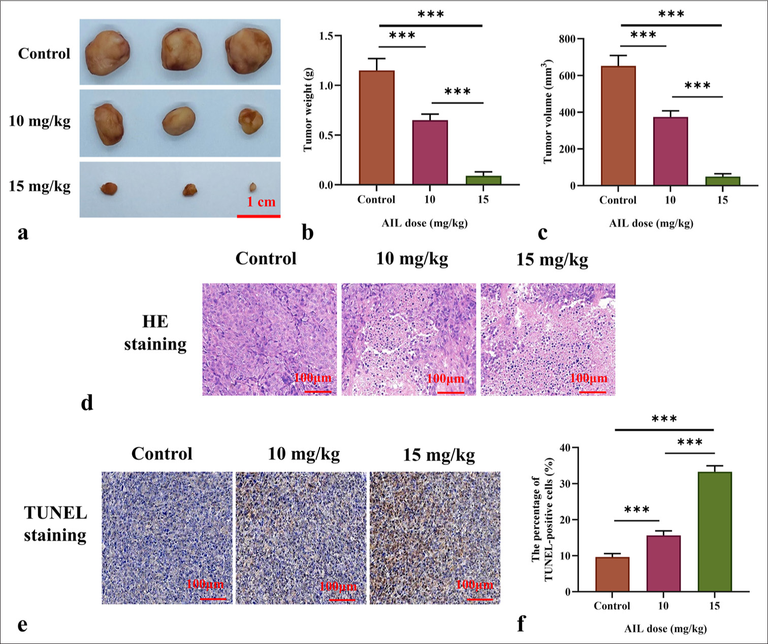 AIL suppresses the growth of tumors in vivo. (a-c) Determination of tumor size and weight in mice treated with different doses of AIL. (d) Hematoxylin and eosin-stained images of tumor tissues, 50x. (e and f) Pictures of TUNEL staining of tumor tissue, 50x. (n = 6). ✶✶✶P < 0.001. AIL: Ailanthone, TUNEL: Terminal deoxynucleotidyl transferase deoxyuridine triphosphate (dUTP) nick-end labeling.