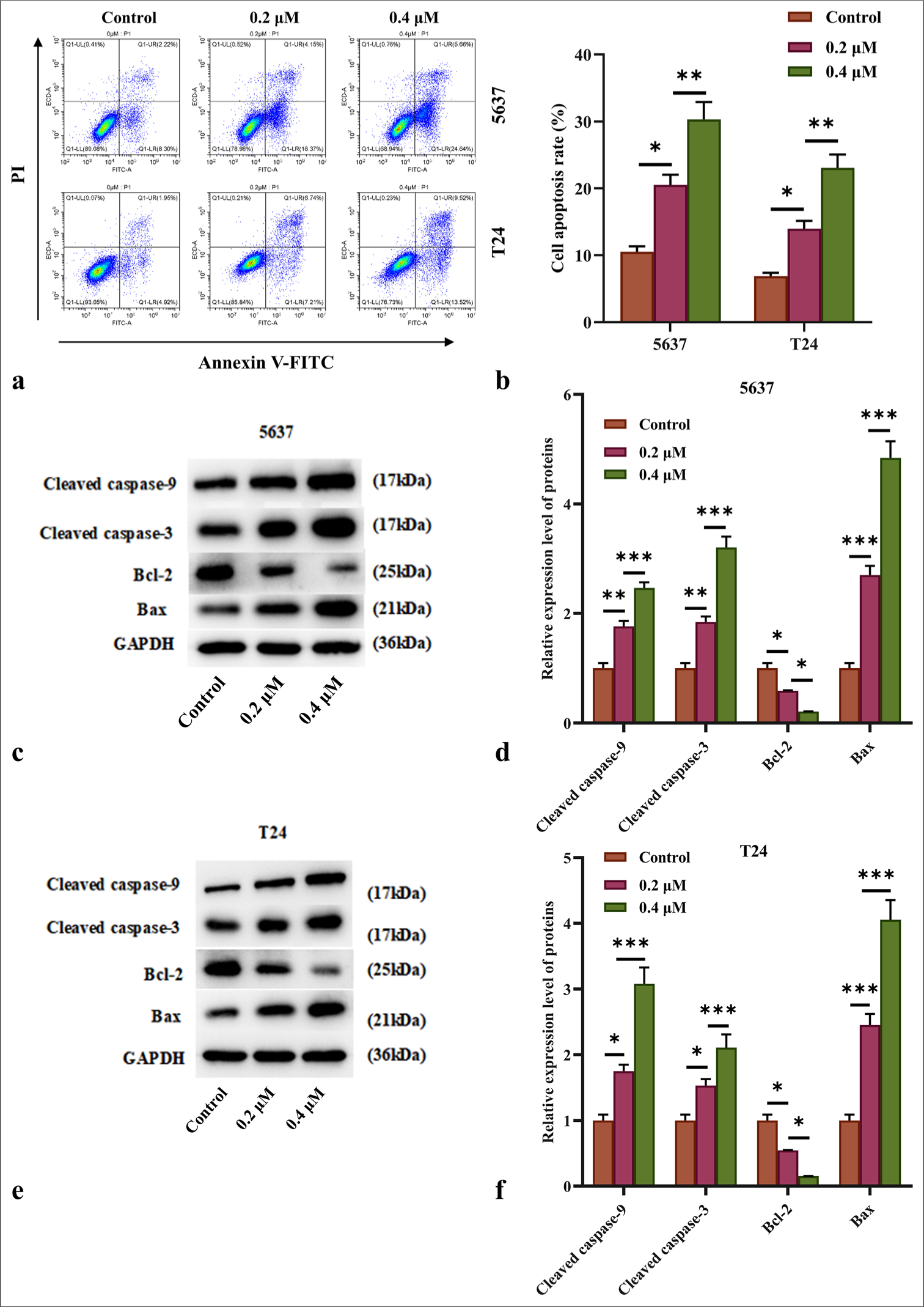 AIL induced apoptosis of BC cells. (a and b) Apoptosis rates of 5637 and T24 cells under treatment with AIL were assessed by flow cytometry (n = 3). (c-f) The expression levels of programmed cell death proteins, including caspase-3, caspase-9, Bcl-2, and Bax, were measured (n = 6) ✶P<0.05, ✶✶P<0.01, ✶✶✶P<0.001. AIL: Ailanthone, BC: Bladder cancer, Bcl-2: B-cell lymphoma 2, Bax: Bcl-2-associated X protein