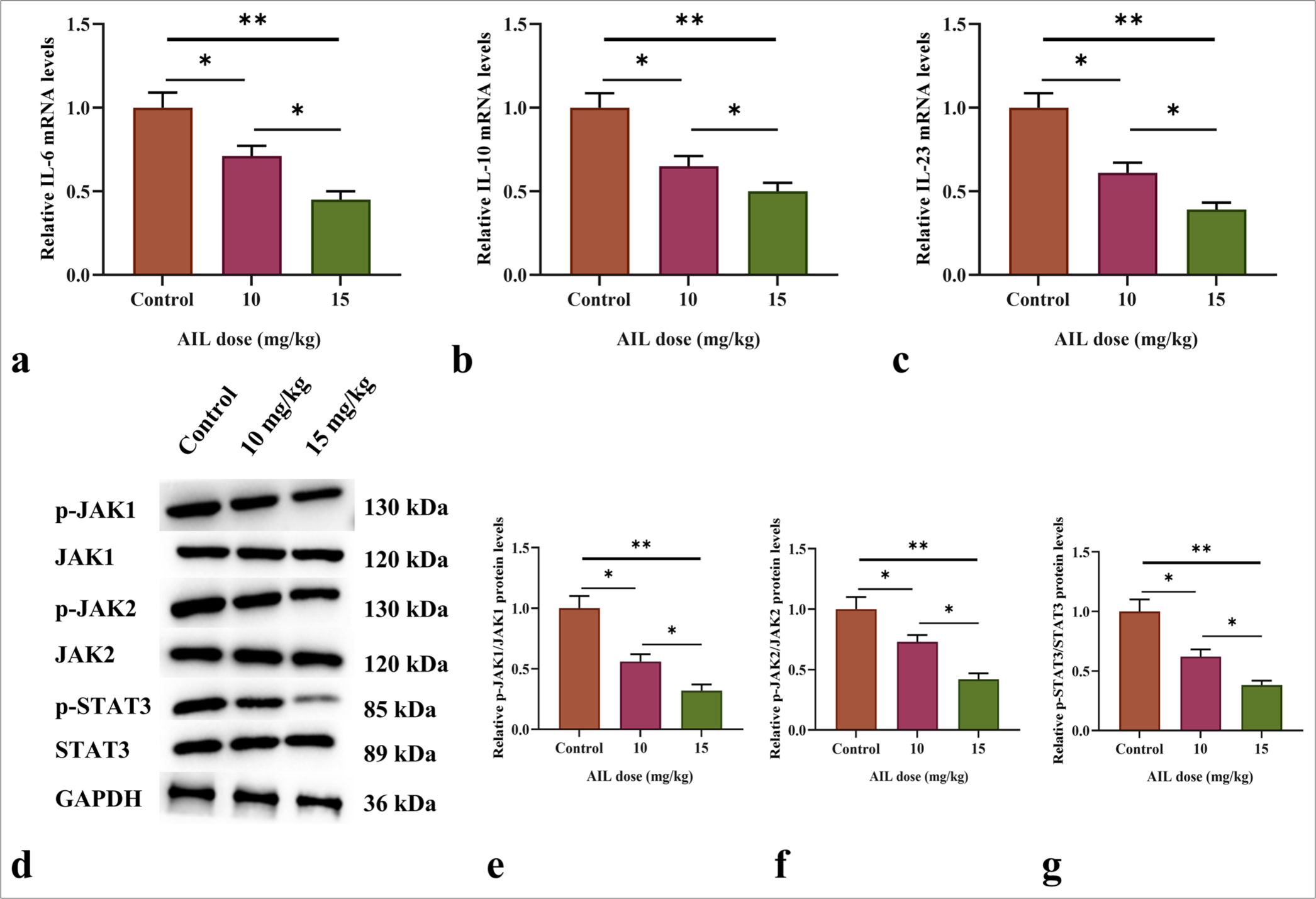 AIL suppresses the signaling transduction of the JAK/STAT3 pathway. (a-c) The messenger RNA (mRNA) levels of IL-6, IL-10, and IL-23 in tumor tissues after treatment with different doses of AIL. (d-g) The protein expression and phosphorylation levels of JAK1, JAK2, and STAT3 in tumor tissues following treatment with varying doses of AIL. (n = 6). (✶P < 0.05 and ✶✶P < 0.01). AIL: Ailanthone, IL: Interleukin, JAK1: Janus kinase 1, JAK2: Janus kinase 2, STAT3: Signal transducer and activator of transcription 3, p-JAK1: Phosphorylated JAK1, p-JAK2: Phosphorylated JAK2, p-STAT3: Phosphorylated STAT3.