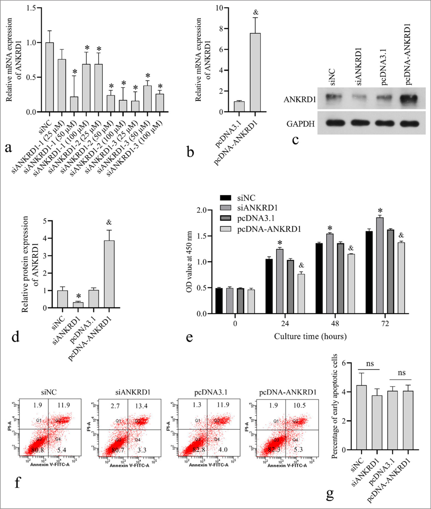 Effect of ankyrin repeat domain 1 (ANKRD1) knockdown and overexpression on human keloid fibroblast (HKF) proliferation and apoptosis. (a) ANKRD1 messenger RNA (mRNA) levels after 24 h of transfection with negative control siRNA (siNC) and three siRNA targeting ANKRD1 (siANKRD1) at concentrations of 25, 50, and 100 µM. (b) ANKRD1 mRNA levels after 24 h of transfection with empty vector pcDNA3.1 and ANKRD1 overexpression vector pcDNA-ANKRD1. (c and d) ANKRD1 protein levels after 48 h of transfection with siNC, siANKRD1, pcDNA3.1, and pcDNA-ANKRD1. Panel c shows the western blot image. Panel d presents the statistical analysis of ANKRD1 expression normalized to glyceraldehyde-3-phosphate dehydrogenase. (e) Absorbance (OD) values at 450 nm measured using Cell Counting Kit-8 after transfection for 24, 48, and 72 h with siNC, siANKRD1, pcDNA3.1, and pcDNA-ANKRD1. (f and g) Apoptotic cell percentages assessed using flow cytometry after 24 h transfection with siNC, siANKRD1, pcDNA3.1, and pcDNA-ANKRD1. Panel f shows the flow cytometry scatter plot. The number in each quadrant is the percentage of cells. Panel g shows the statistical results of early apoptotic cells in quadrant 4 (Q4). For all bar graphs, n = 3. A one-way analysis of variance was used to analyze the statistical difference in panels a, d, e, and g. An unpaired t-test was used to analyze the statistical difference in panel b.✶P < 0.05 when compared to siNC; and, P < 0.05 when compared to pcDNA3.1; ns, P > 0.05. siRNA: Small interfering RNA.