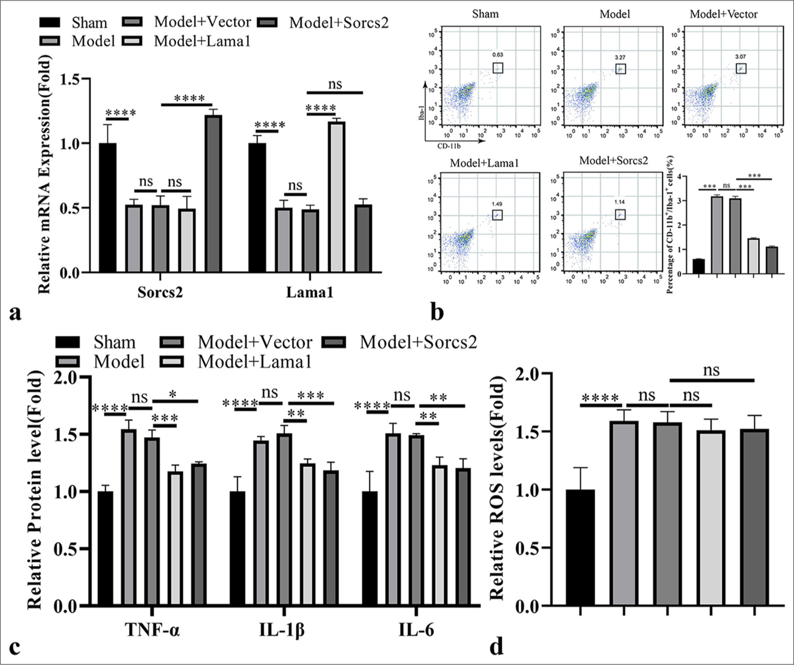 Ectopic expression of sortilin-related vacuolar protein sorting 10 domain containing receptor 2 (Sorcs2) or laminin subunit alpha 1 (Lama1) suppresses the pro-inflammatory expansion of microglia cells in the rat model of retinal ischemia-reperfusion (RIR). Lentivrius carrying empty vector, Lama1 or Sorcs2 expression sequence was administrated in the rat before RIR induction. (a) Real-time quantitative polymerase chain reaction analysis of Lama1 and Sorcs2 expression in the retinal tissues. (b) Flow cytometry analysis of cluster of differentiation 11b + Ionized calcium binding adaptor molecule-1+ microglial cell population in the retinal tissues. (c) Enzyme-linked immunosorbent assay analysis of pro-inflammatory mediators in the retinal tissues. (d) Reactive oxygen species level detection in the retinal tissues. n = 6 animals per group. ✶P < 0.05; ✶✶P < 0.01; ✶✶✶P < 0.001; ✶✶✶✶P < 0.0001. TNF-α: Tumor necrosis factor alpha, IL: Interleukin, ROS: Reactive oxygen species, iNOS: Inducible nitric oxide synthase, mRNA: Messenger RNA, CD: Cluster of differentiation, ns: Not significant.