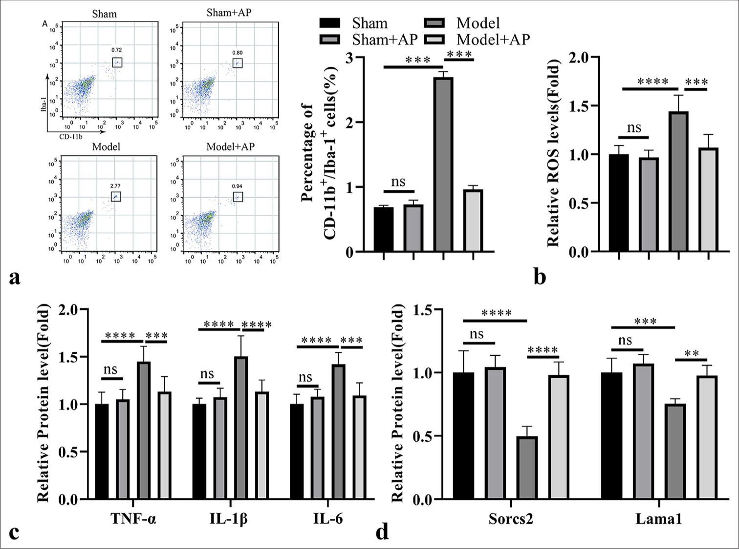 Astragalus polysaccharide (AP) administration suppresses the pro-inflammatory expansion of microglia cells in the rat model of retinal ischemia-reperfusion (RIR). AP was administrated in the mice of sham and RIR model groups for 1 week. (a) Analysis of cluster of differentiation (CD) 11b + Ionized calcium binding adaptor molecule-1+ microglial cell population in the retinal tissues. (b) Reactive oxygen species (ROS) level detection in the retinal tissues. (c) Enzyme-linked immunosorbent assay analysis of pro-inflammatory factors in the retinal tissues. (d) RT-qPCR analysis of laminin subunit alpha 1 (Lama1) and sortilin-related vacuolar protein sorting 10 domain containing receptor 2 (Sorcs2) expression in the retinal tissues. n = 6 animals per group. ✶P < 0.05; ✶✶P < 0.01; ✶✶✶P < 0.001; ✶✶✶✶P < 0.0001. TNF-α: Tumor necrosis factor alpha, IL: Interleukin, ns: Not significant.