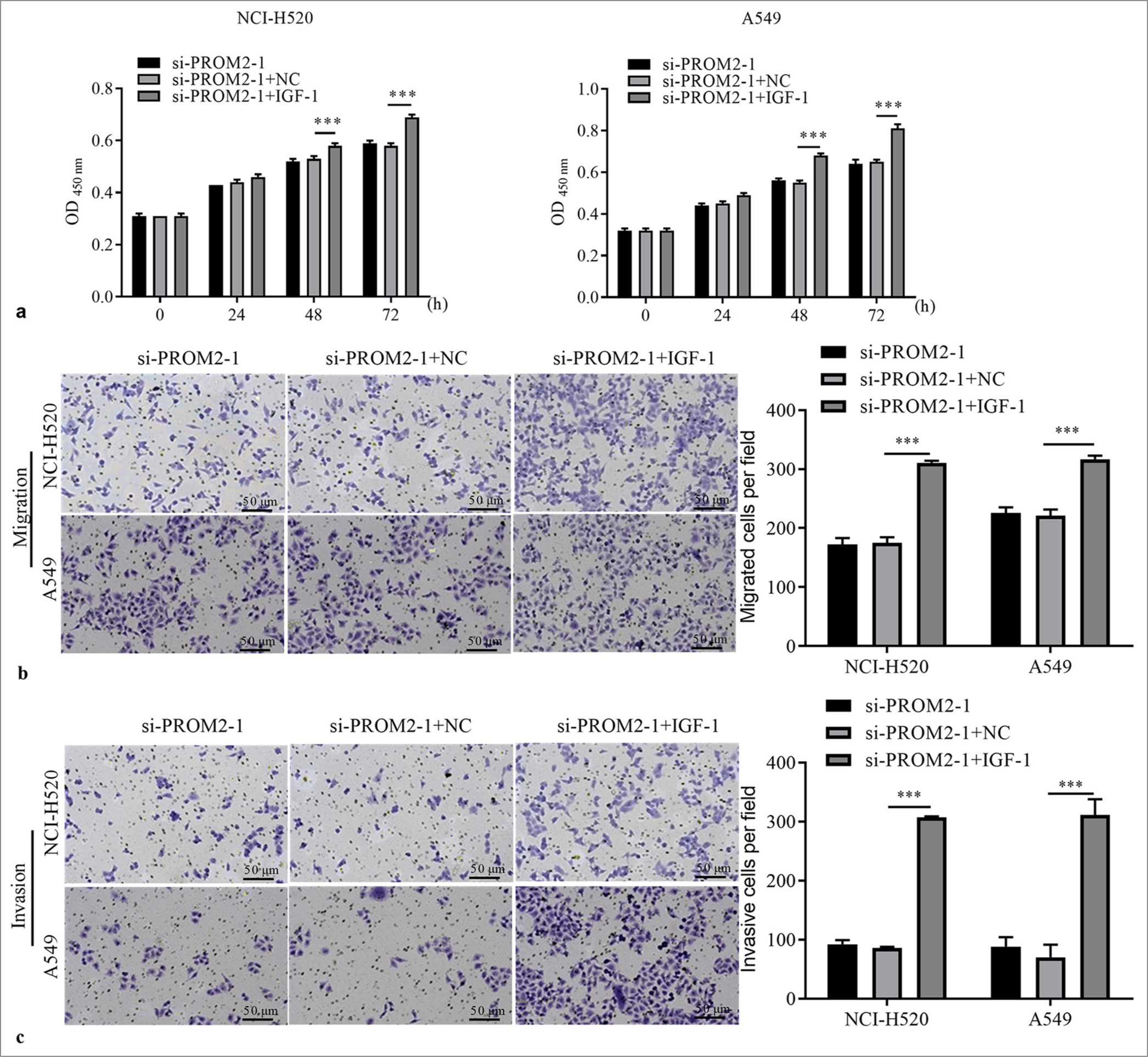 PA-P activation boosted the function of two kinds of NSCLC cells with PROM2 silencing. (a) The proliferation of the two kinds of NSCLC cells with PROM2 silencing after IGF-1 treatment was evaluated through the CCK-8. (b and c) Migration and invasiveness in the two kinds of NSCLC cells with PROM2 silencing were evaluated through the Transwell assay (Crystal violet stain, ×100). n = 3. Data are shown as means ± standard deviation. One-way ANOVA was utilized to analyze the differences (✶✶✶P < 0.001). PROM2: Prominin 2, NSCLC: Non-small cell lung cancer, CCK-8: Cell counting kit-8, IGF-1: Insulin-like growth factor-1, ANOVA: Analysis of variance, PA-P: PI3K/AKT pathway.