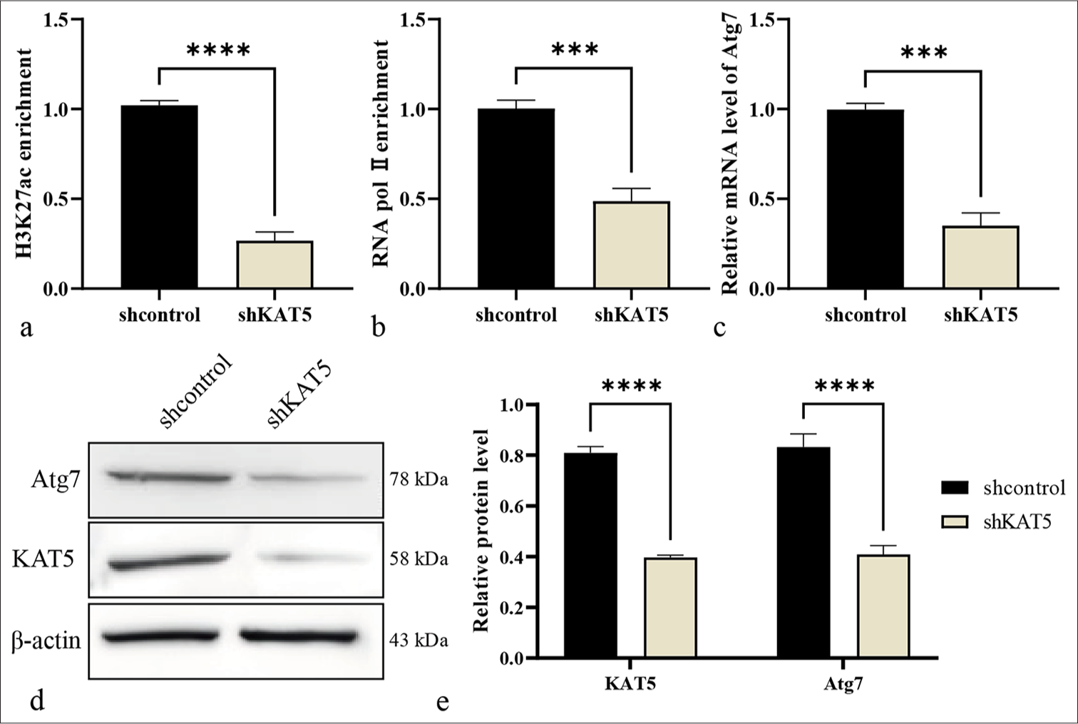 KAT5 epigenetically induces Atg7 expression in RF/6A cells. (a and b) Enrichment of H3K27ac and ribonucleic acid (RNA) polymerase II at the Atg7 promoter was evaluated using a ChIP assay. (c) The mRNA expression of Atg7 was measured using qRT-PCR. (d and e) The protein levels of Atg7 and KAT5 were analyzed using Western blot analysis. ✶✶✶P < 0.001, ✶✶✶✶P < 0.0001. KAT5: Lysine acetyltransferase 5, Atg7: Autophagy-related protein 7, qRT-PCR: Quantitative real-time polymerase chain reaction, ChIP: Chromatin immunoprecipitation, H3K27ac: Histone H3 lysine 27 acetylation.