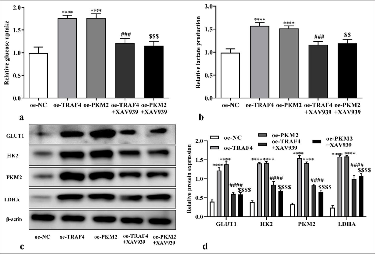 TRAF4/PKM2/Wnt/β-catenin axis mediated aerobic glycolysis. (a-d) Glucose uptake, lactate production, and glycolytic-related proteins levels of CRC cells with oe-TRAF4, oe-PKM2, oeTRAF4 and XAV939, or oe-PKM2 and XAV939 treatments were assessed (n = 3). ✶✶✶✶P < 0.0001, versus oe-NC group. ###P < 0.001, ####P < 0.0001, versus oe-TRAF4 group. $$P < 0.01, $$$P < 0.001, $$$$P < 0.0001, versus oe-PKM2 group. PKM2: Pyruvate kinase muscle isoform 2, CRC: Colorectal cancer, TRAF4: Tumor necrosis factor receptor-associated factor 4, Wnt/β: Wingless-type/beta-catenin, oe: Overexpression.