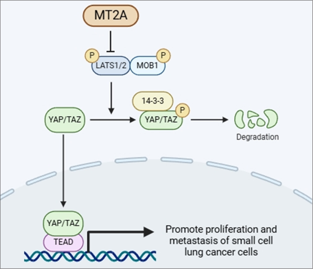 Diagram of the connection between MT2A and the YAP1 signaling pathway drawn by using bioRender (https://www.biorender.com/). MT2A: Metallothionein 2A, YAP1: Yes-associated protein 1.