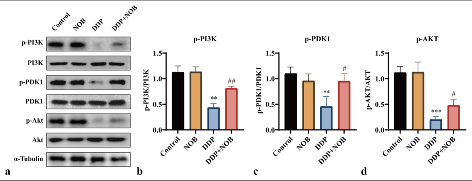 NOB activates the PI3K/Akt signaling pathway. (a-d) WB analysis and quantification of p-PI3K, p-PDK1, and p-Akt protein expression in mouse kidney tissue. n = 3; ✶✶✶P < 0.001, ✶✶P < 0.01 versus Control, ###P < 0.001, ##P < 0.01, #P < 0.05 versus DDP. The bar represents mean ± S.D. NOB: Nobiletin, PI3K: Phosphatidylinositol 3-kinase, PDK1: Pyruvate dehydrogenase kinase 1, Akt: Protein kinase B, DDP: Cisplatin, WB: Western blot.