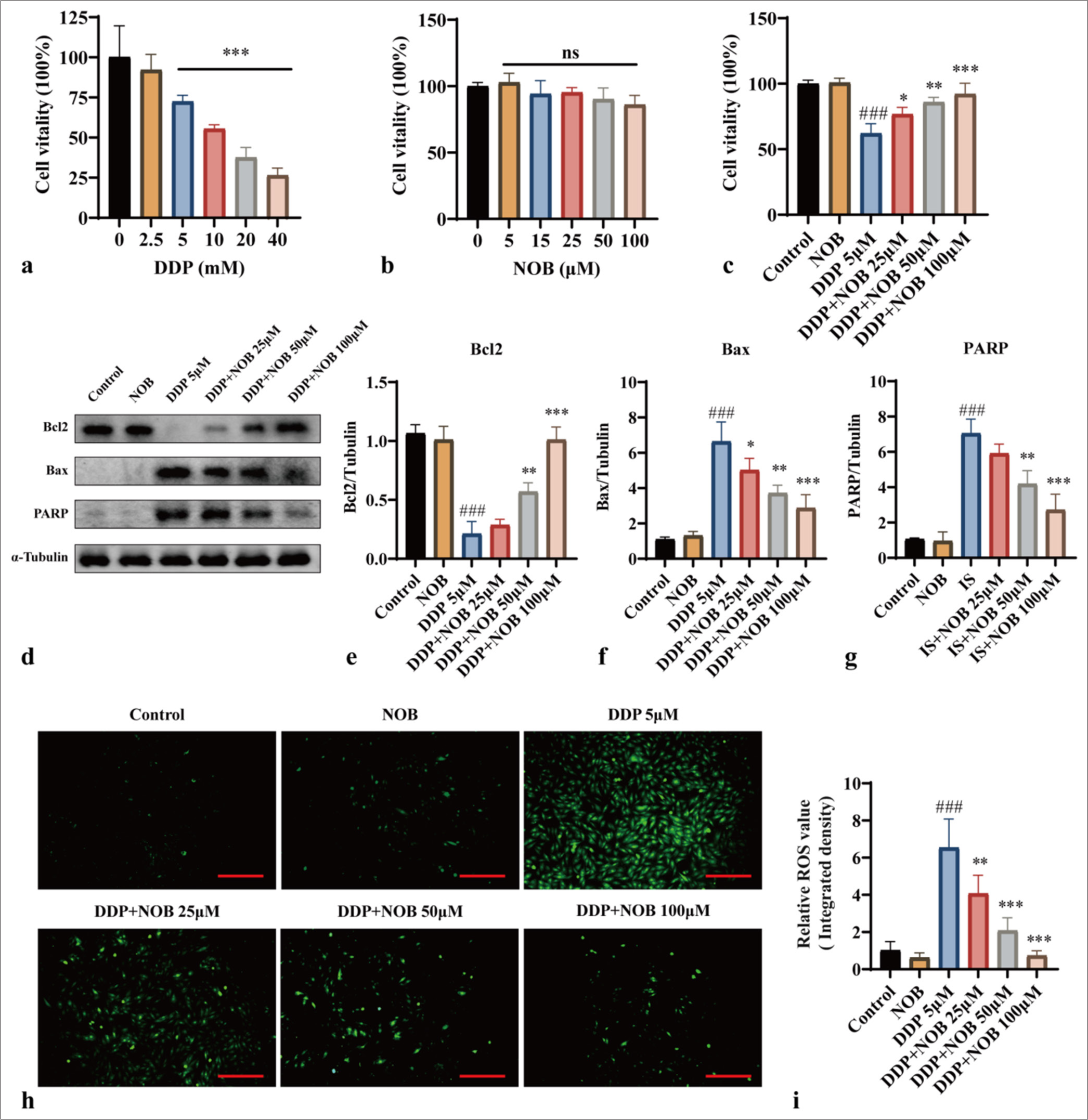 NOB exhibits anti-apoptotic effects on DDP-induced HT22 cells. (a and b) CCK-8 assay evaluating the impact of DDP and NOB on HT22 cell viability. ✶✶✶P < 0.0001, ✶✶P < 0.001, ✶P < 0.01 versus 0 (c) CCK-8 assay assessing the effect of various concentrations of NOB on DDP-induced HT22 cell viability. (d-g) WB analysis and quantification of Bcl-2, Bax, and PARP protein expression in HT22 cells across different groups. (h-i) DCFH-DA probe measurement of intracellular ROS levels in different groups. ×100 Scale bar = 100 μm. n = 3; ✶✶✶P < 0.001, ✶✶P < 0.01, ✶P < 0.05 versus DDP; ###P < 0.001 versus Control. The bar represents mean ± S.D. NOB: Nobiletin, DDP: Cisplatin, CCK-8: Cell counting kit-8, Bcl2: B-cell lymphoma-2, Bax: Bcl-2-associated X protein, PARP: Poly ADP-ribose polymerase, WB: Western blot, DCFH-DA: Dichlorodihydrofluorescein diacetate, ROS: Reactive oxygen species.