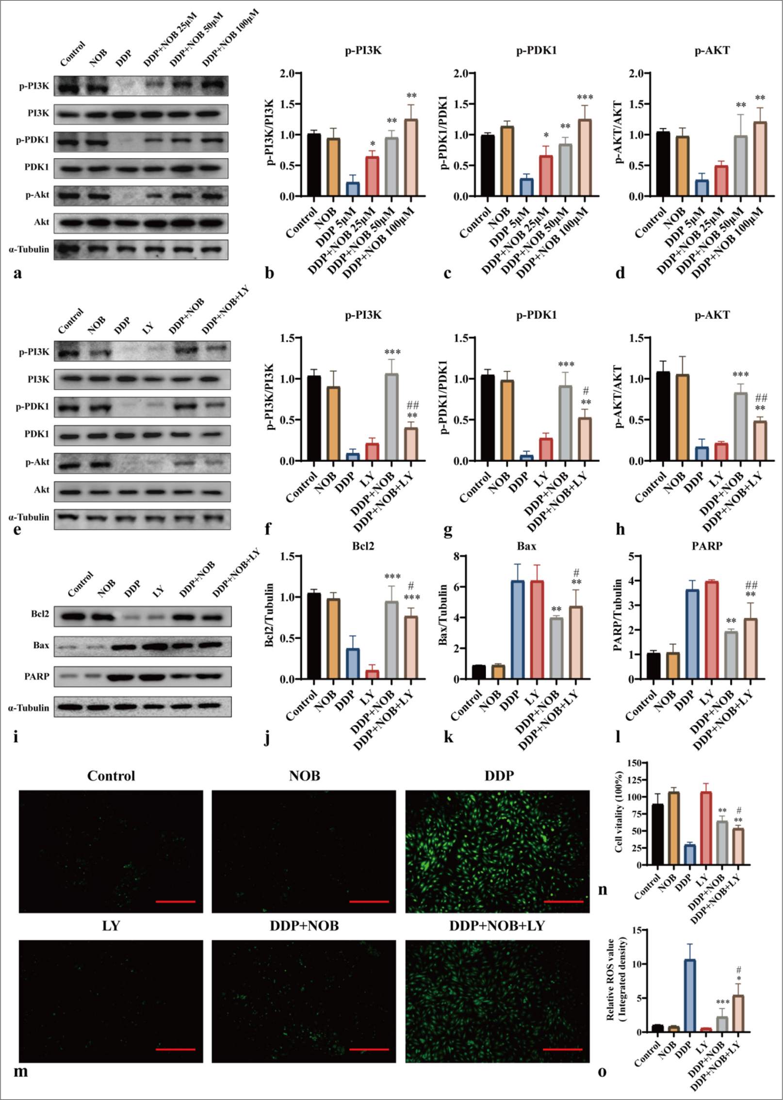 NOB inhibits apoptosis through the PI3K/Akt signaling pathway. (a-h) WB detection and quantitative analysis of the protein expression of p-PI3K, p-PDK1, and p-Akt in different groups of HT22 cells. (i-l) WB detection and quantitative analysis of the protein expression of Bcl2, Bax, and PARP in different groups of HT22 cells. (m and n) DCFH-DA probe measurement of intracellular ROS levels in different groups. ×100 Scale bar = 100 μm (o) CCK-8 assay assessing the effect of various LY concentrations on HT22 cell viability. n = 3; ✶✶✶P < 0.001, ✶✶P < 0.01, ✶P < 0.05 versus DDP; ##P < 0.01, #P < 0.05 versus DDP + NOB. The bar represents mean ± S.D. NOB: Nobiletin, DDP: Cisplatin, PI3K: Phosphatidylinositol 3-kinase, PDK1: Pyruvate dehydrogenase kinase 1, Akt: Protein kinase B, Bcl2: B-cell lymphoma-2, Bax: Bcl-2-associated X protein, PARP: Poly ADP-ribose polymerase, WB: Western blot, DCFH-DA: Dichlorodihydrofluorescein diacetate, ROS: Reactive oxygen species, LY: LY294002, CCK-8: Cell counting kit-8.