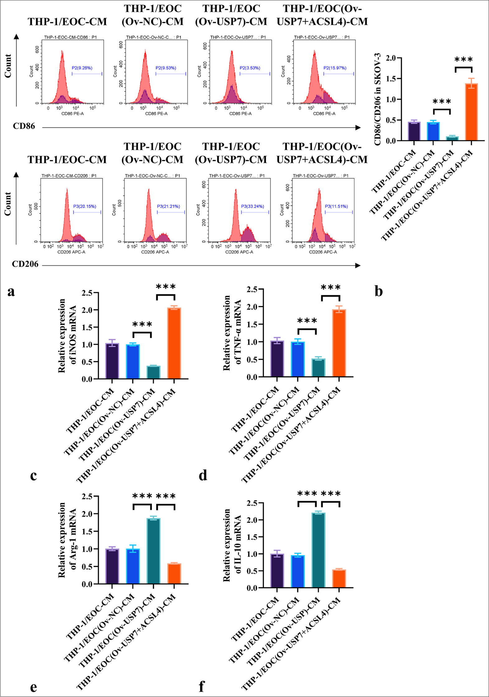 ACSL4 reverses USP7-induced resistance to M1 macrophage polarization. (a and b) USP7 was overexpressed in the SKOV-3 cells with or without the addition of ACSL4 recombinant protein for treatment. The THP-1 macrophages were treated with conditioned media from differently treated SKOV-3 cells, and flow cytometry was used in measuring the expression levels of CD86 and CD206. (c-f) THP-1 macrophages were treated with conditioned media from differently treated SKOV-3 cells, and the mRNA levels of iNOS, TNF-α, Arg-1, and IL-10 were assessed through qRT-PCR. n = 6. ✶✶✶P < 0.001. THP-1/EOC(Ov-NC)-CM group: THP-1 cells treated with EOC cell culture medium pretreated with Ov-NC, THP-1/EOC(Ov-USP7)-CM group: THP-1 cells treated with EOC cell culture medium pretreated with Ov-USP7, THP-1/EOC(Ov-USP7+ACSL4)-CM group: THP-1 cells treated with EOC cell culture medium pretreated with Ov-USP7 and ACSL4, qRT-PCR: Quantitative reverse transcription polymerase chain reaction, EOC: Epithelial ovarian cancer.